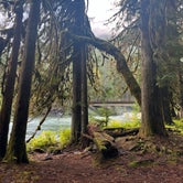 Review photo of Staircase Campground — Olympic National Park by Halley H., October 4, 2023