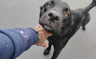 JAR R.'s photo of camping with pets at Sundale Park Primitive Campground near Mikkalo, OR