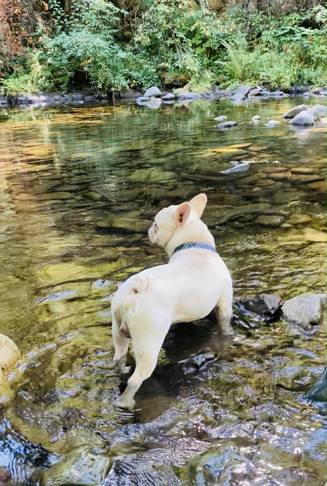 S. Renae M.'s photo of camping with pets at Sunset Falls Campground near La Center, WA
