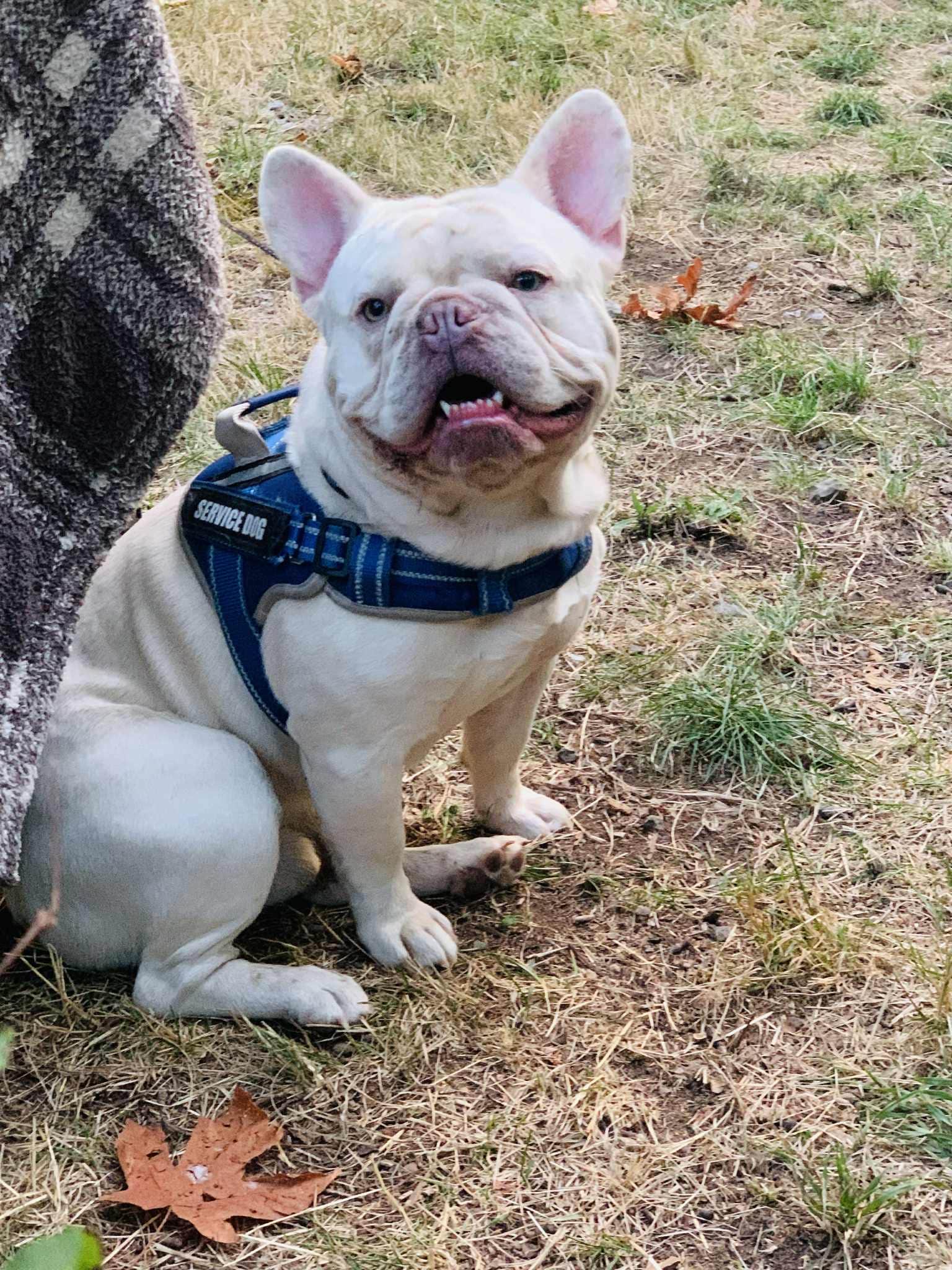 S. Renae M.'s photo of camping with pets at Sunset Falls Campground near Vancouver, WA