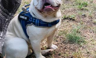 S. Renae M.'s photo of camping with pets at Sunset Falls Campground near Cougar, WA