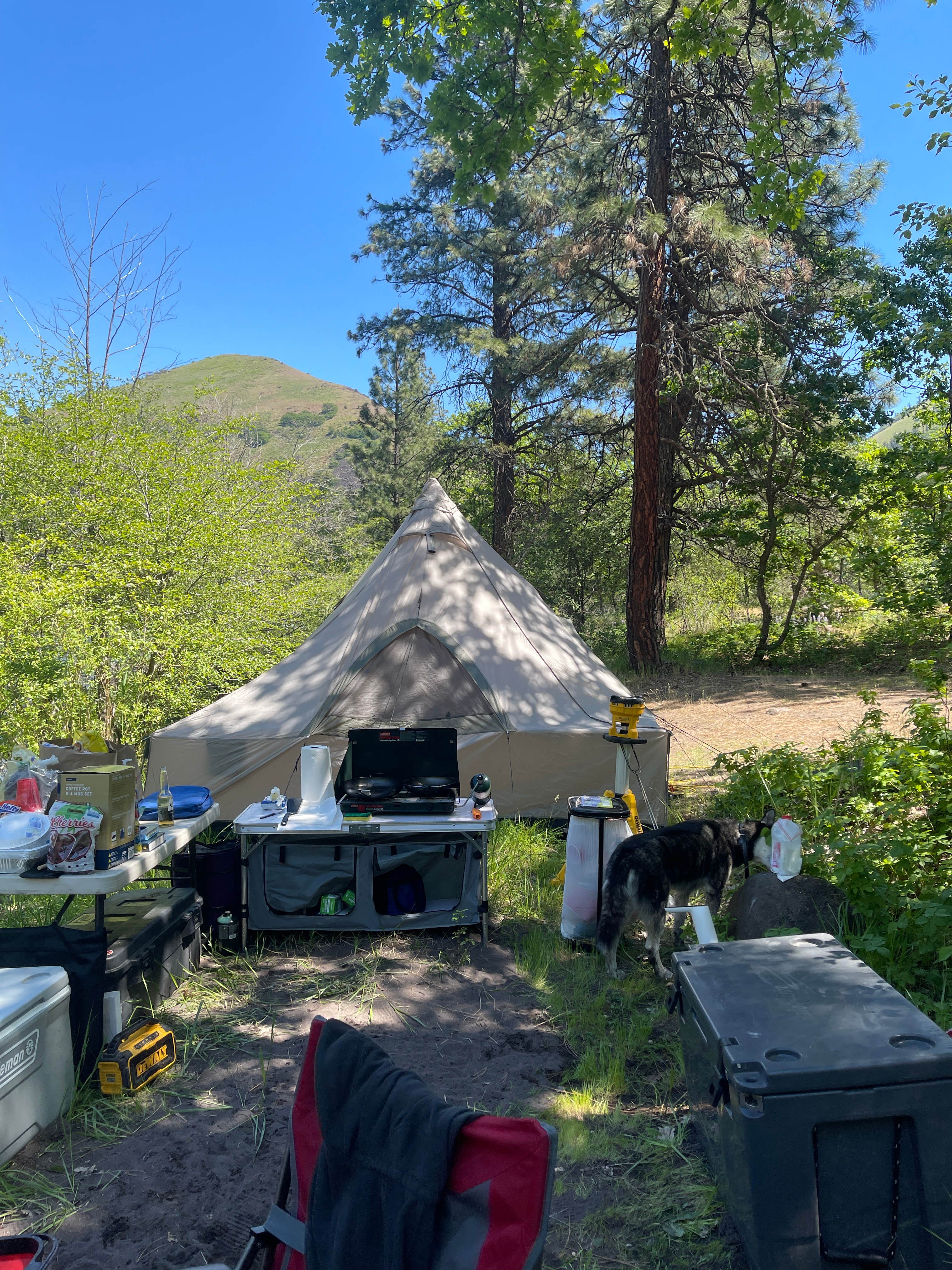 Ashlyn C.'s photo of camping with pets at Turkey Hole near John Day Lock and Dam, Lake Umatilla