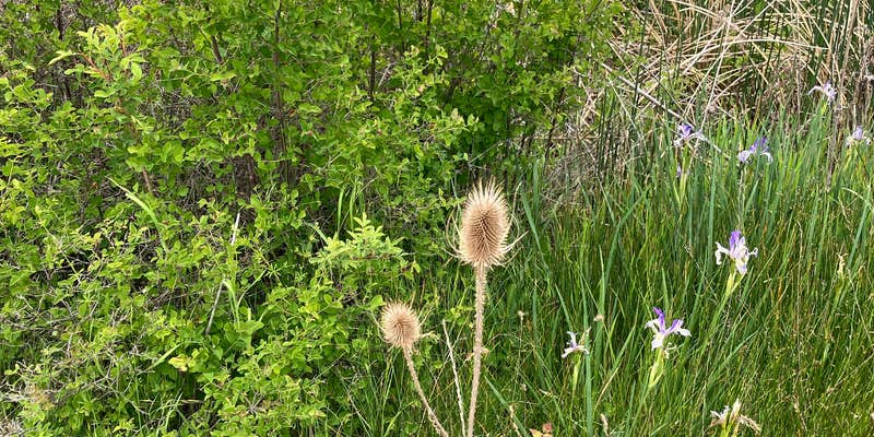 Camper submitted image from Twin Lakes