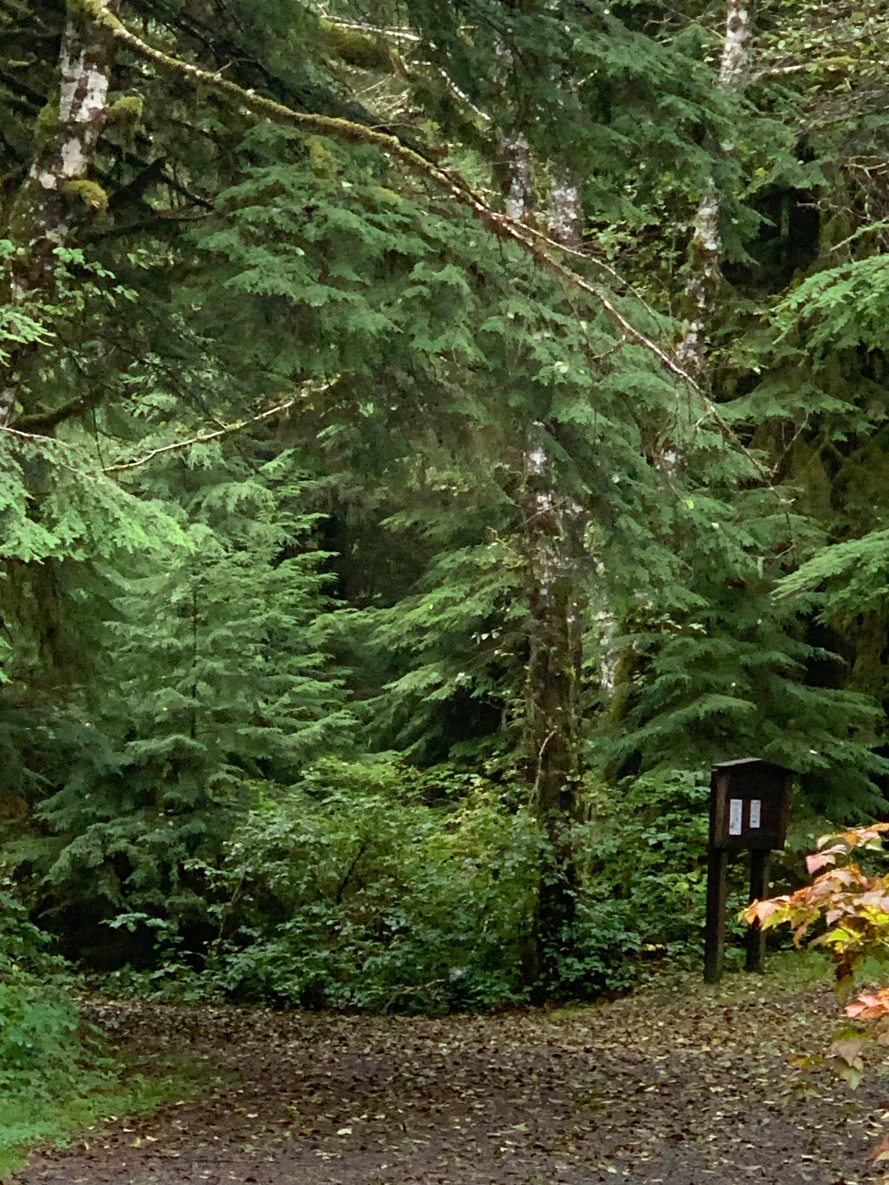 Camper submitted image from Wiley Creek Group Camp - 4