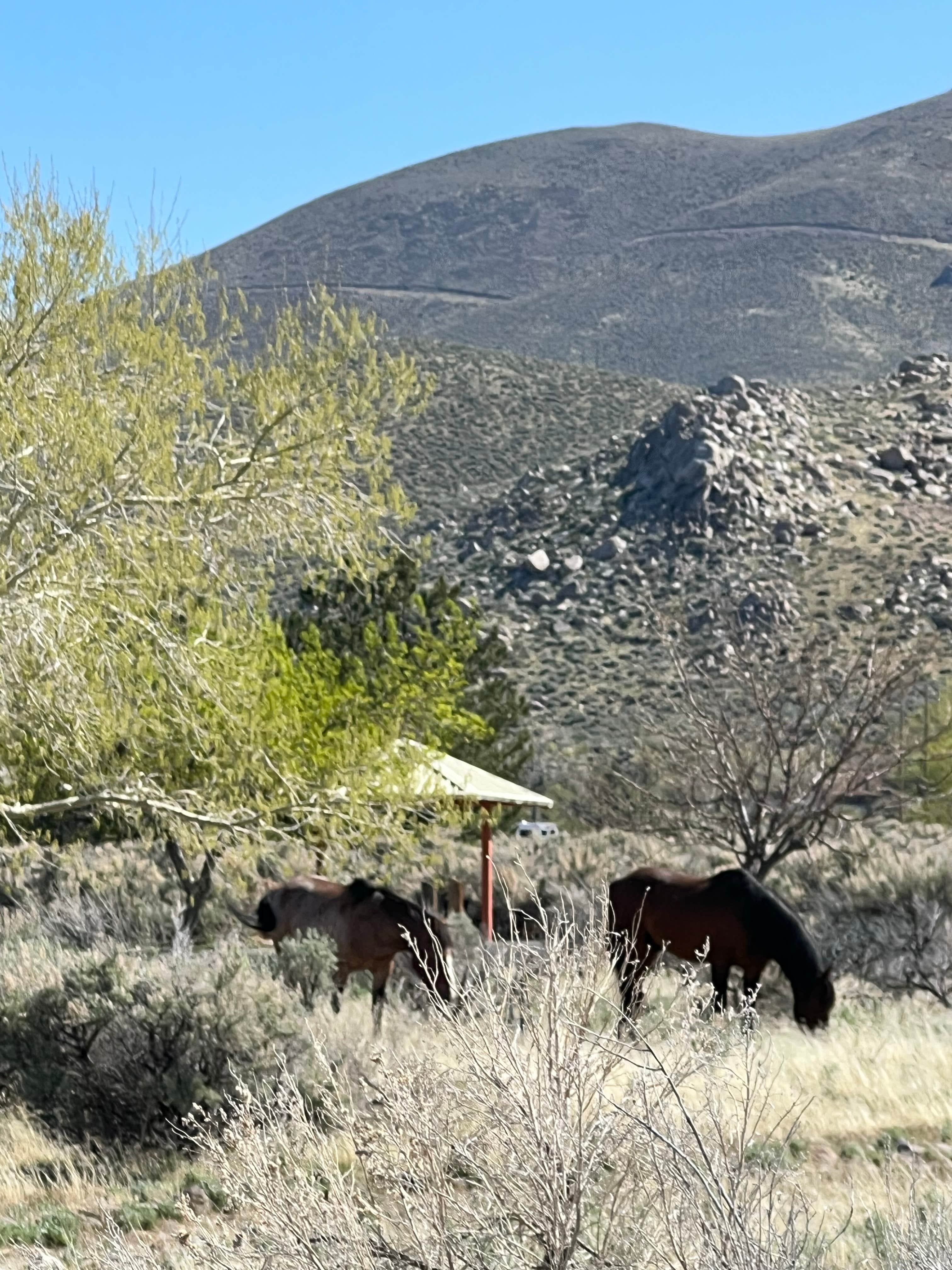 Jayne N.'s photo of camping with a horse at Washoe Lake State Park Campground near Virginia City, NV