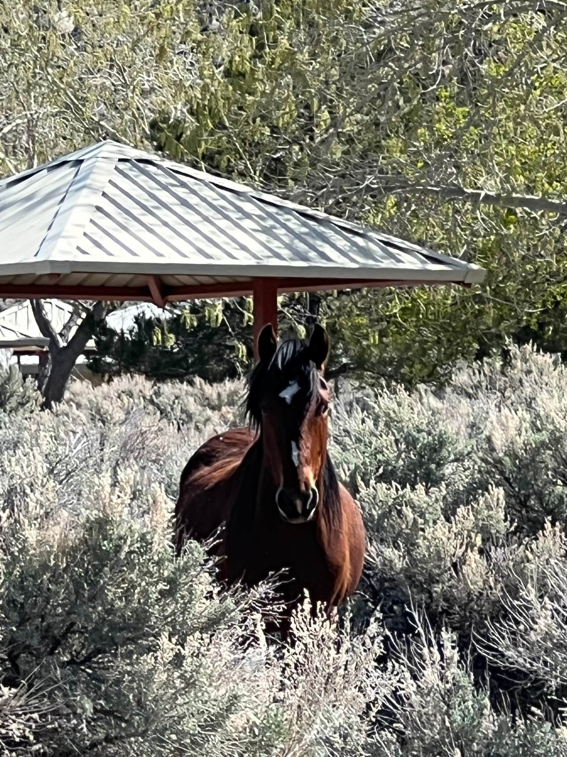 Jayne N.'s photo of camping with a horse at Washoe Lake State Park Campground near Olympic Valley, CA