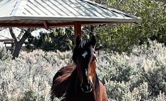 Jayne N.'s photo of camping with a horse at Washoe Lake State Park Campground near Incline Village-Crystal Bay, NV