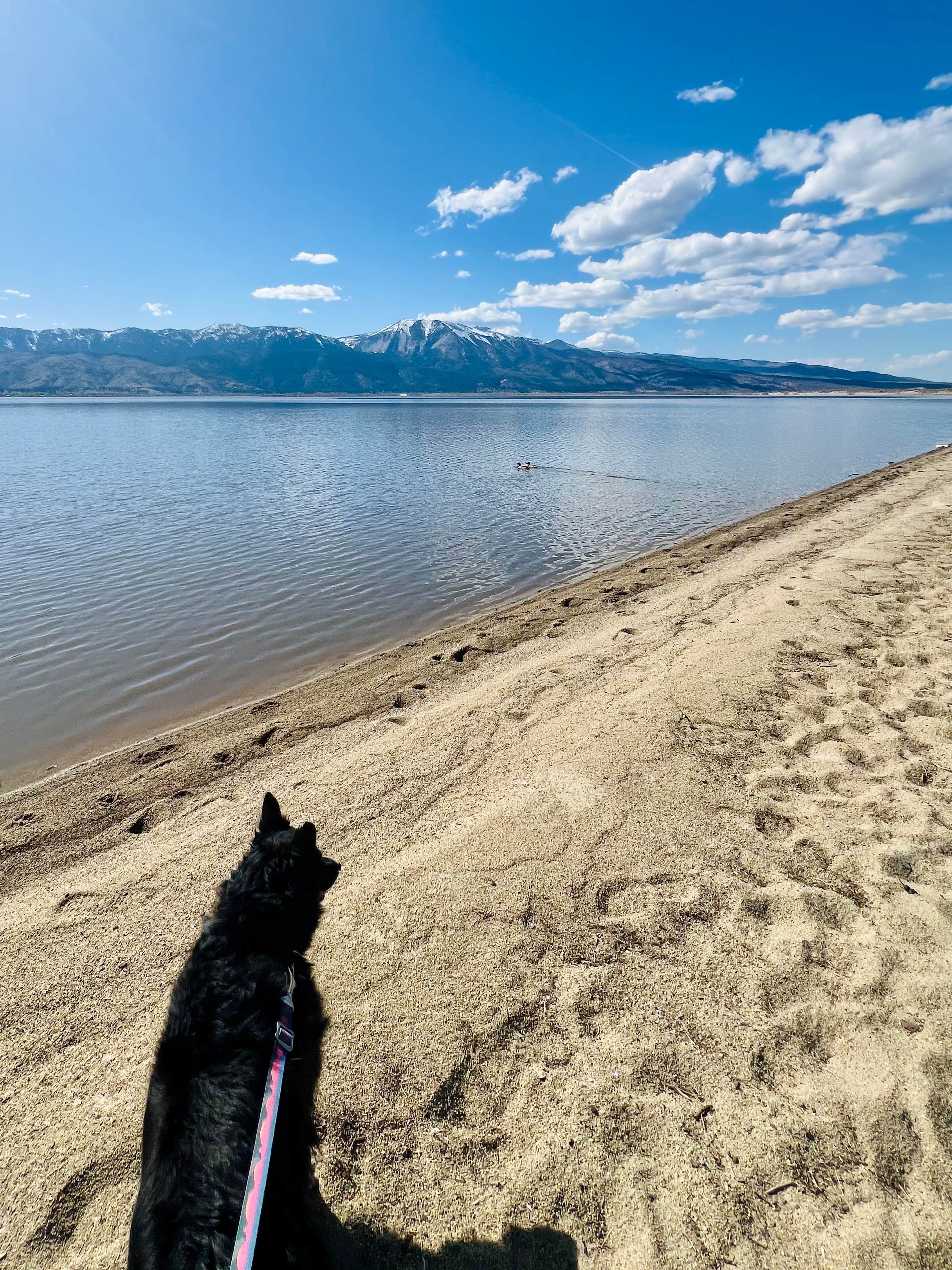 Jayne N.'s photo of camping with pets at Washoe Lake State Park Campground near Gardnerville, NV