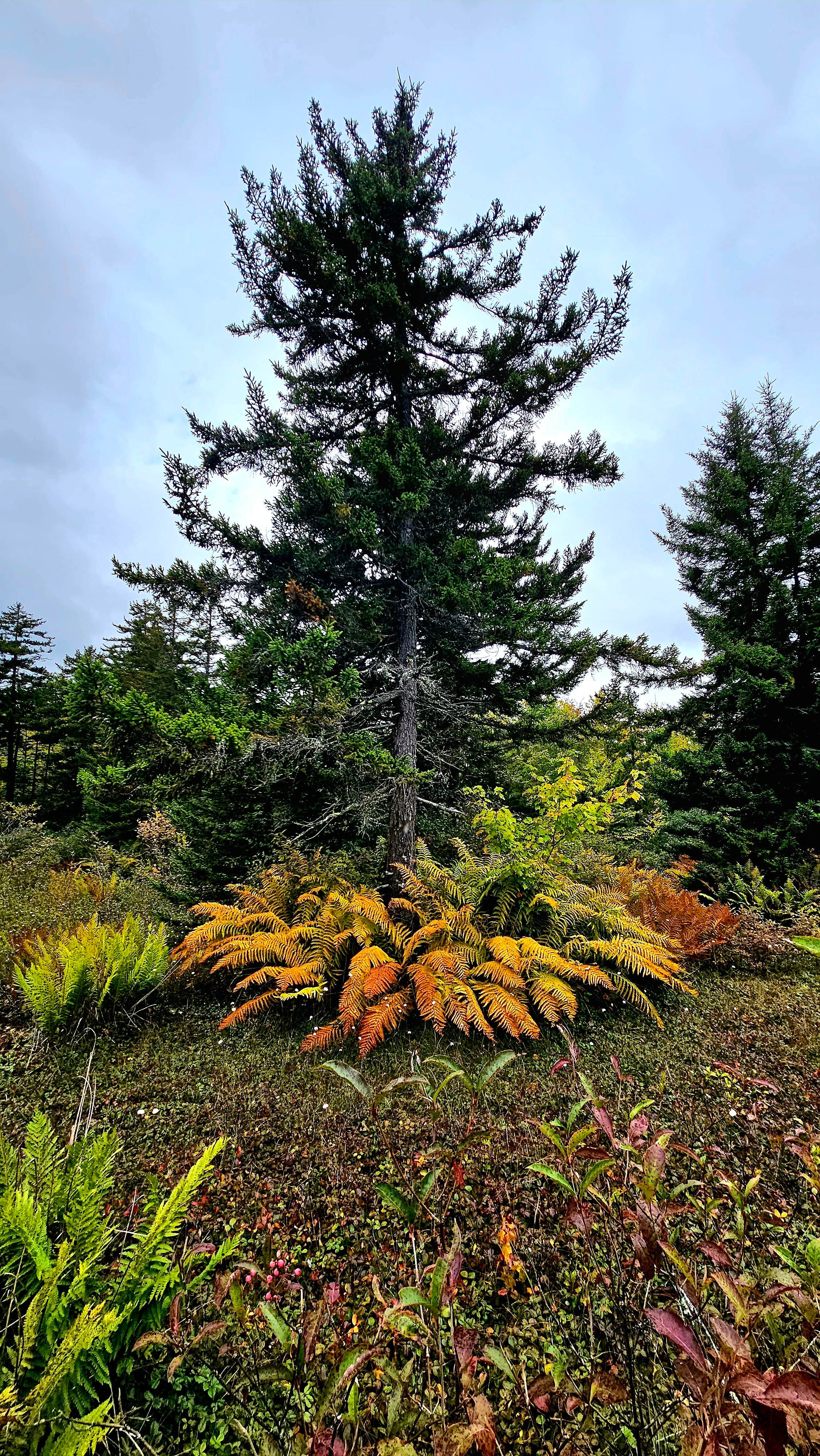 Camper-submitted photo at Riverside Campground — Watoga State Park near Craigsville, WV