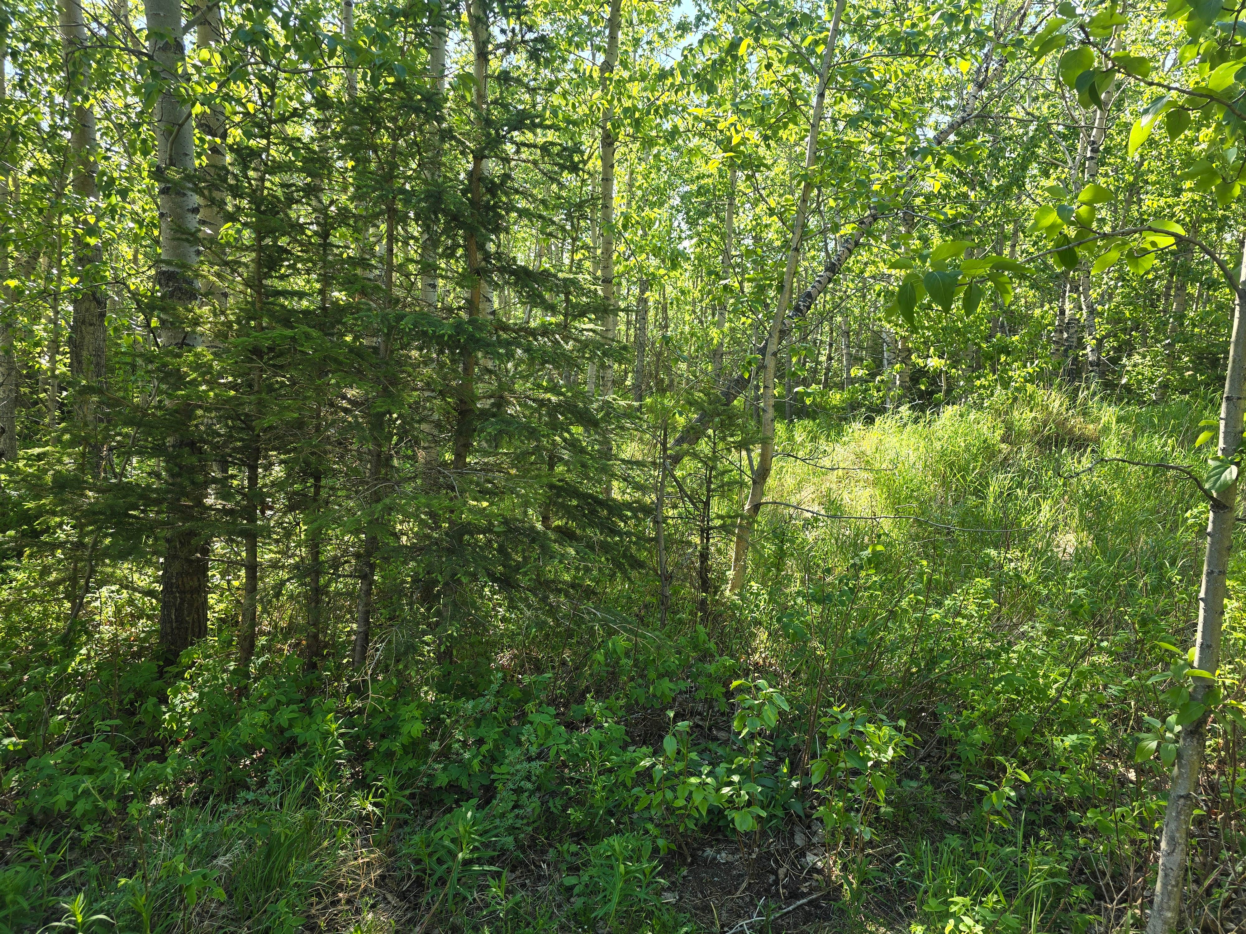 Camper-submitted photo at Waugaman Village RV Park near Denali National Park and Preserve