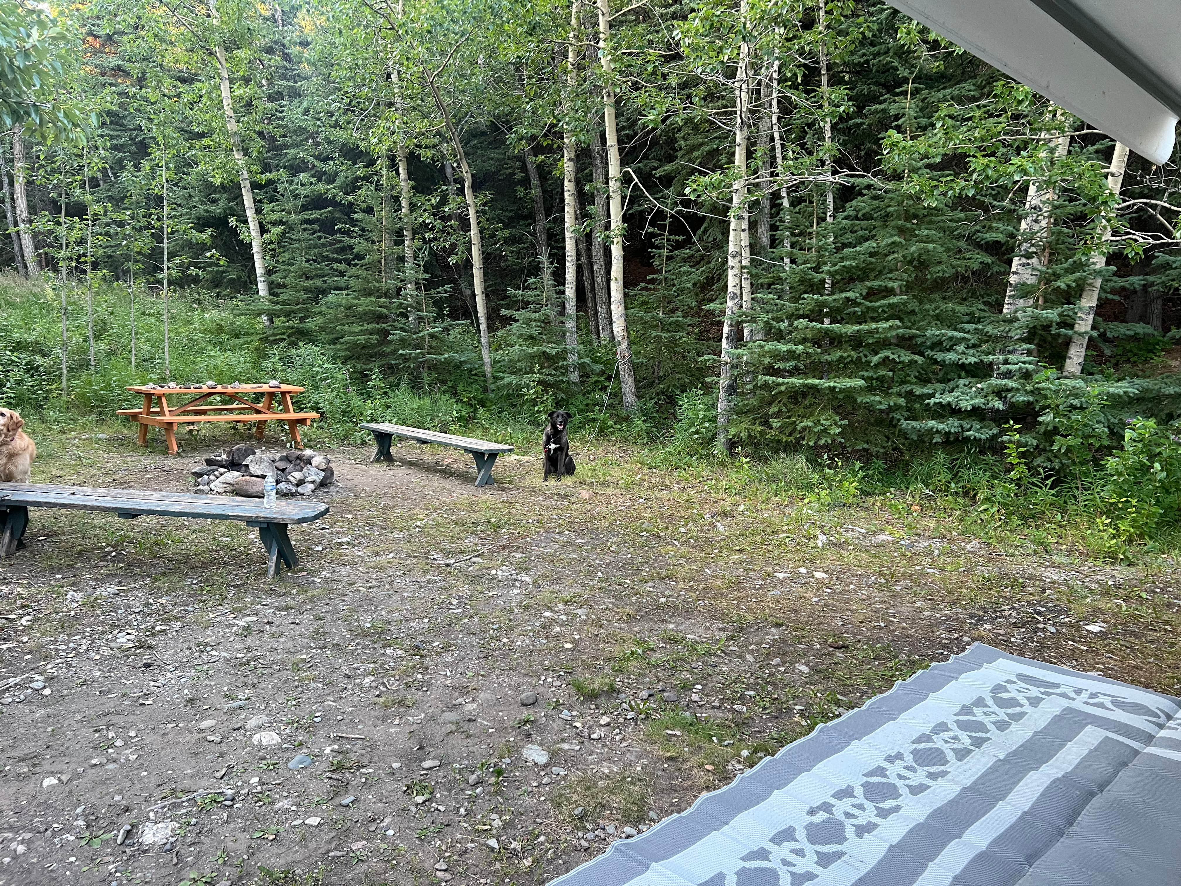 Wes F.'s photo of camping with pets at Waugaman Village RV Park near Denali National Park