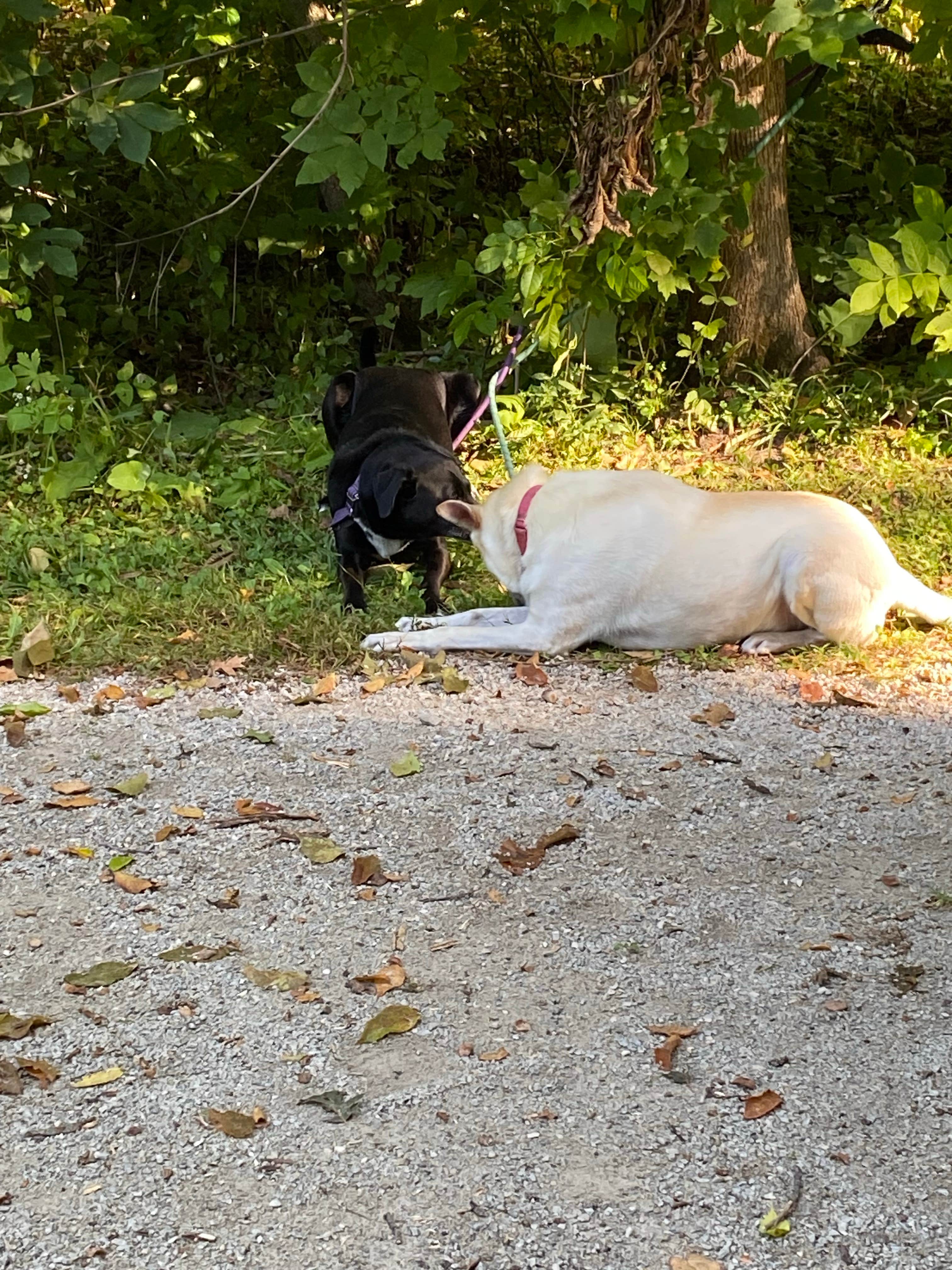 Camper-submitted photo at Fon du Lac County Waupun Park near Beaver Dam, WI