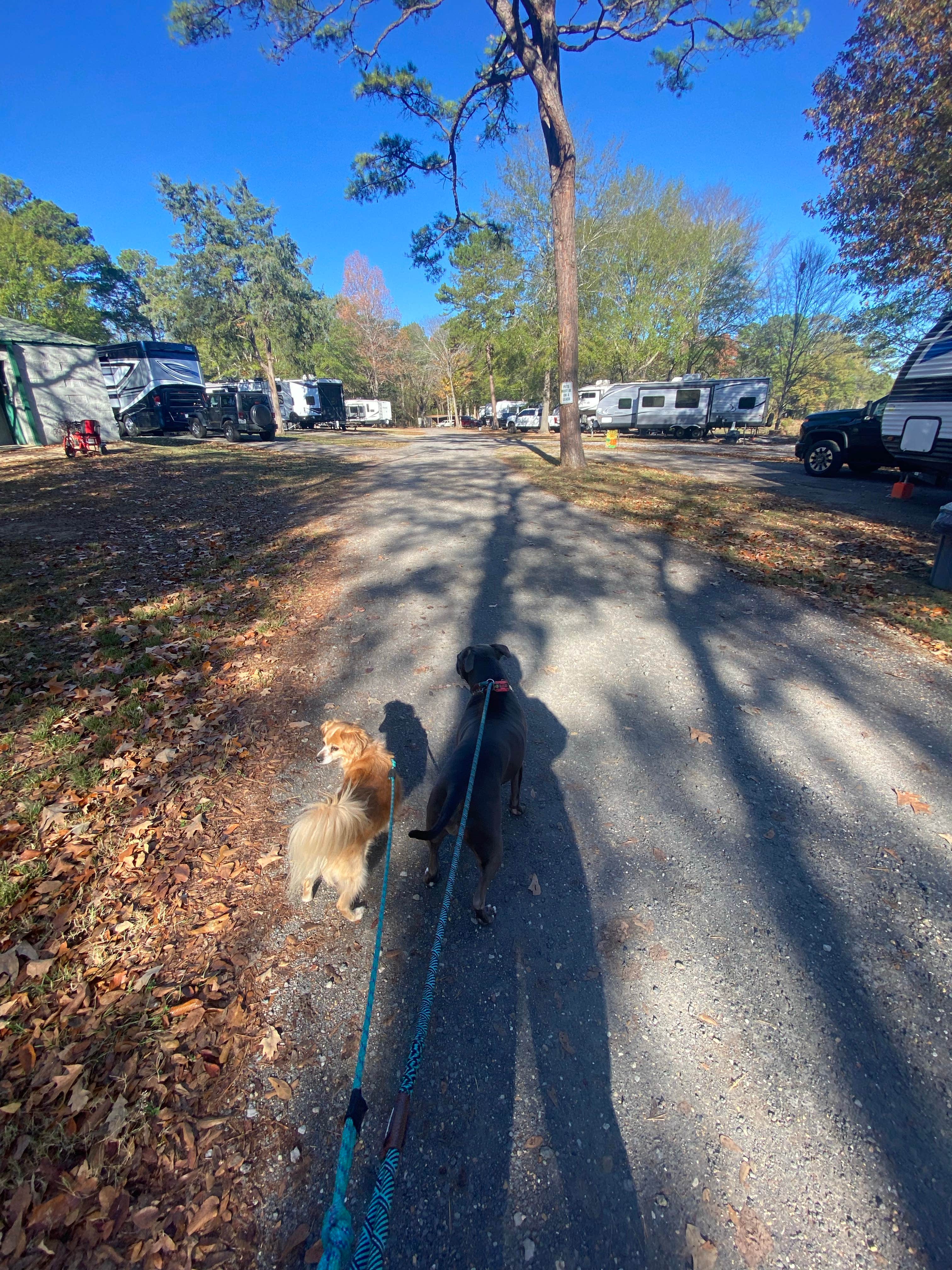 Alexandra's photo of camping with pets at Wendy Oaks RV Resort near Clinton, MS