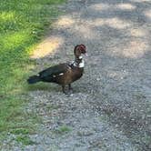 Review photo of Wendy Oaks RV Resort by Bryan S., June 10, 2026