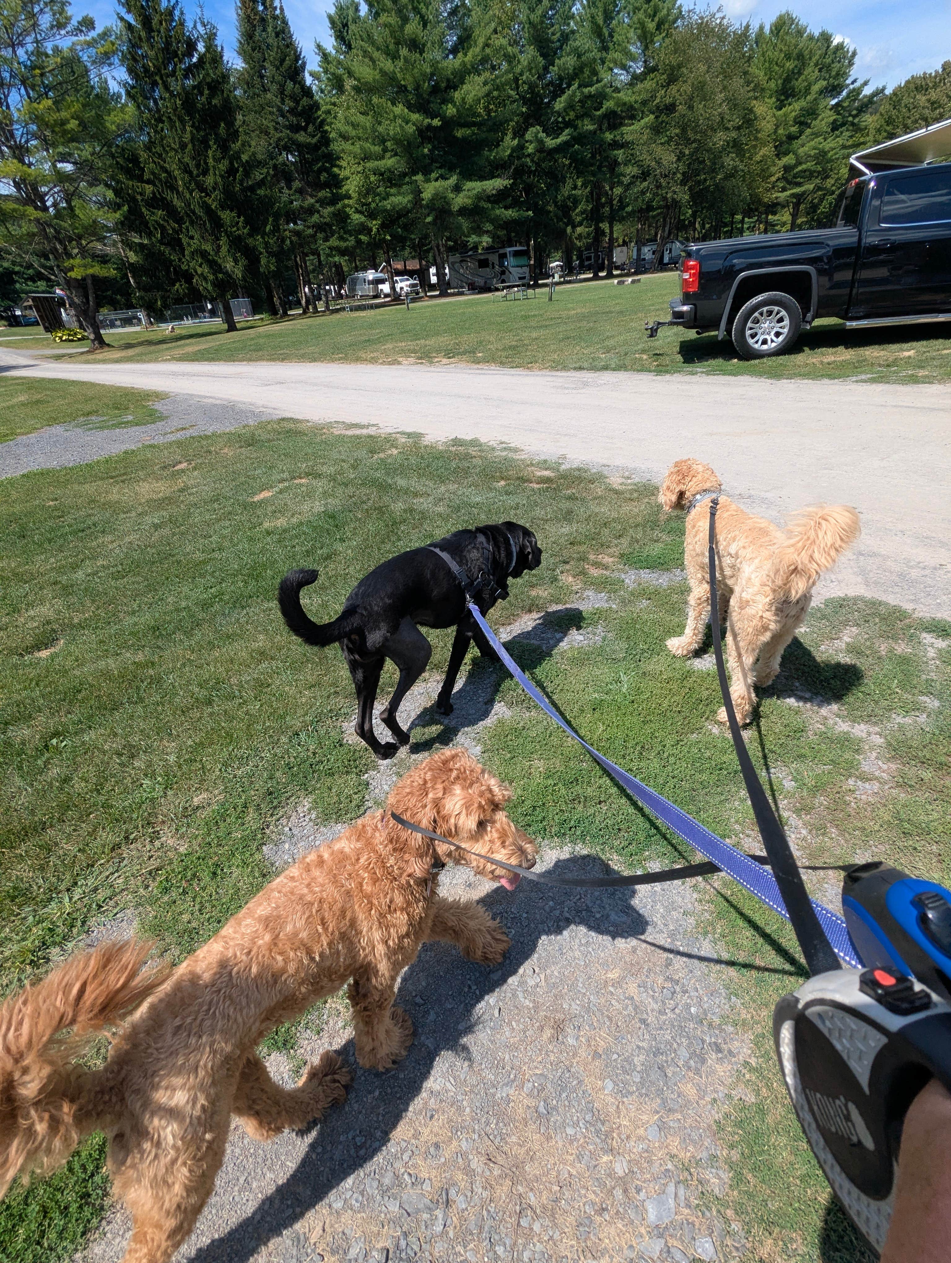 T&J  F.'s photo of camping with pets at West Canada Creek Campground near Pine Hill, NY