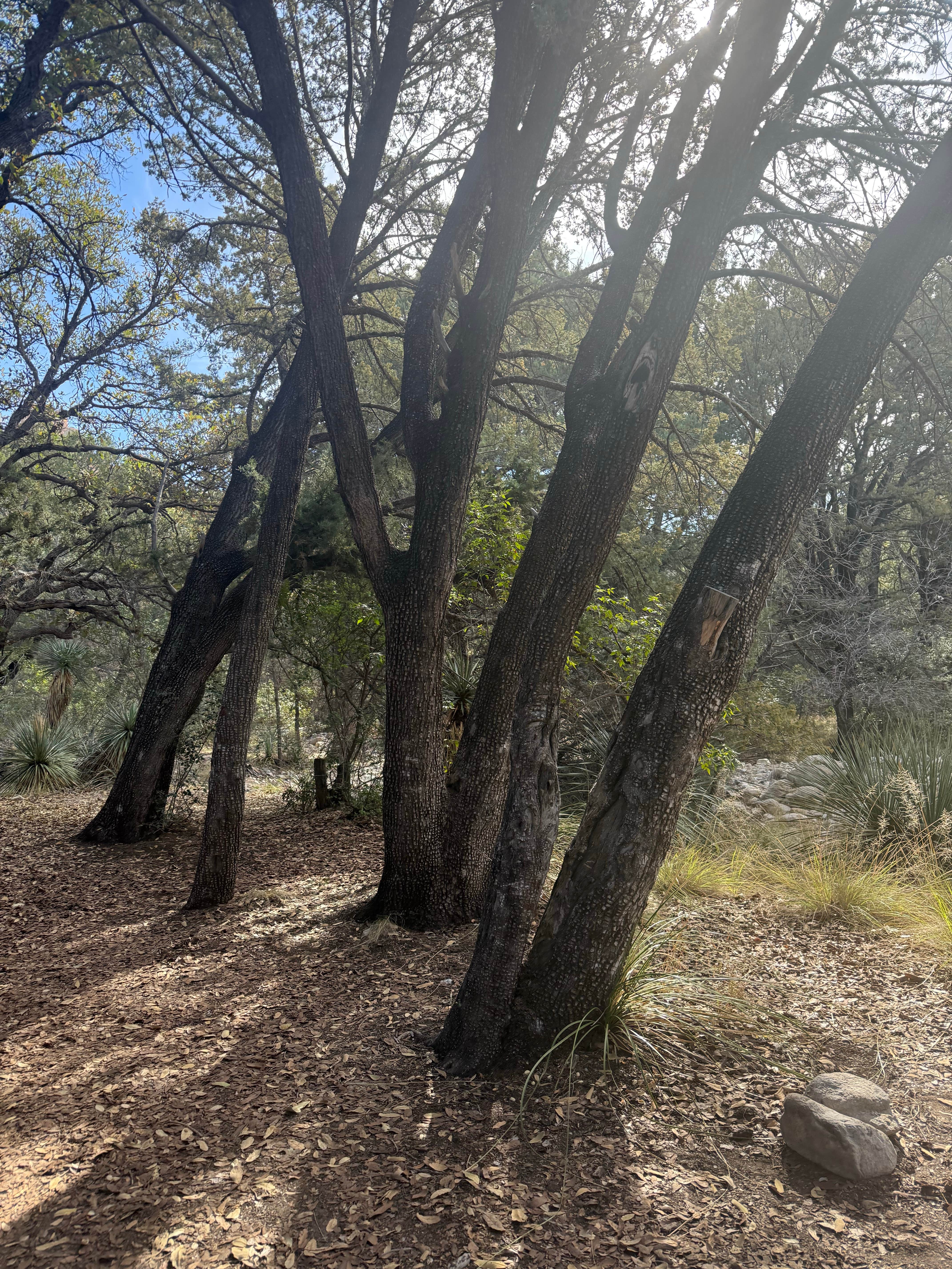 Camper-submitted photo at west cochise BLM near Pearce, AZ