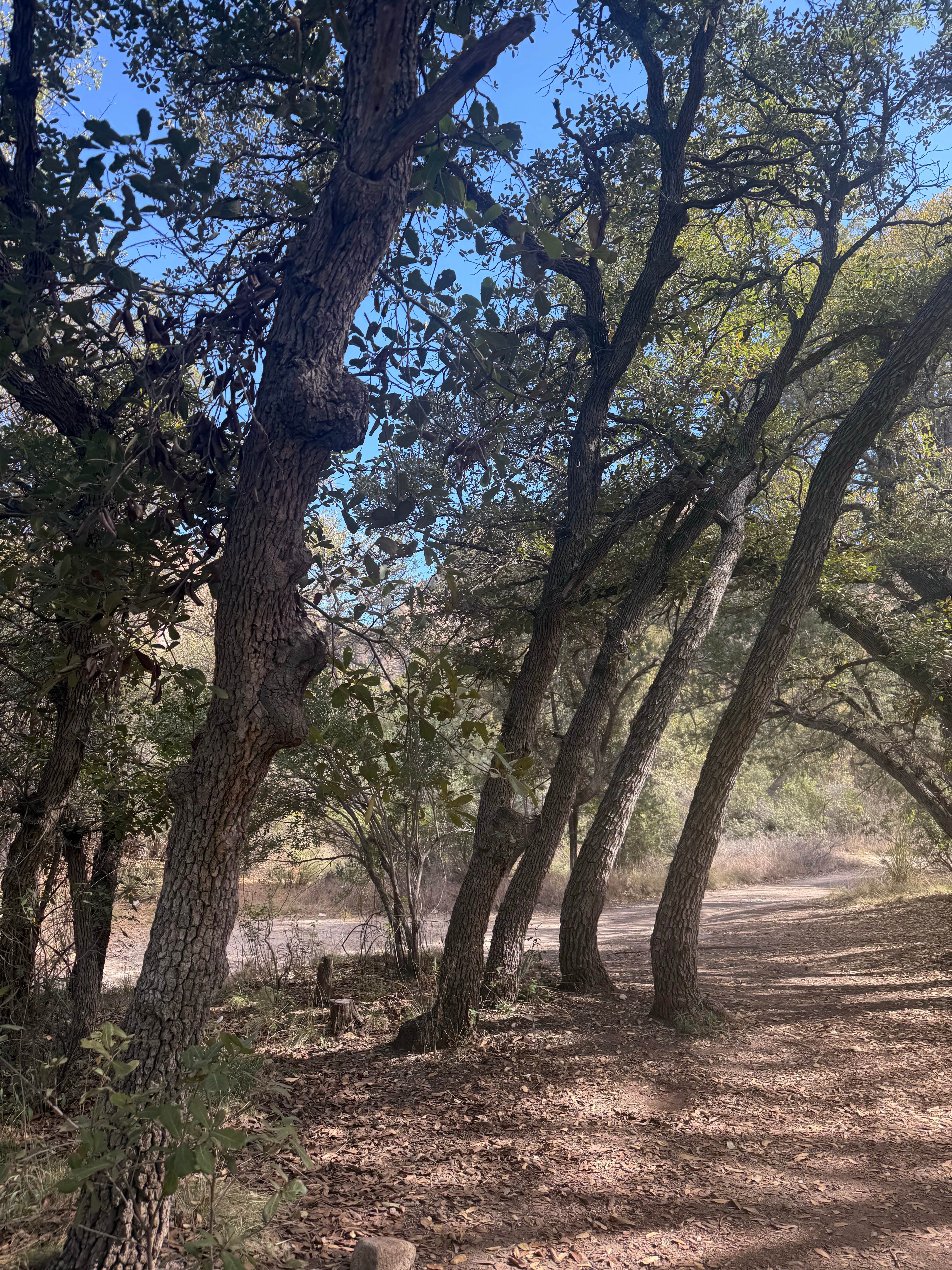 Camping near Triangle T Guest Ranch: west cochise BLM, Dragoon, Arizona