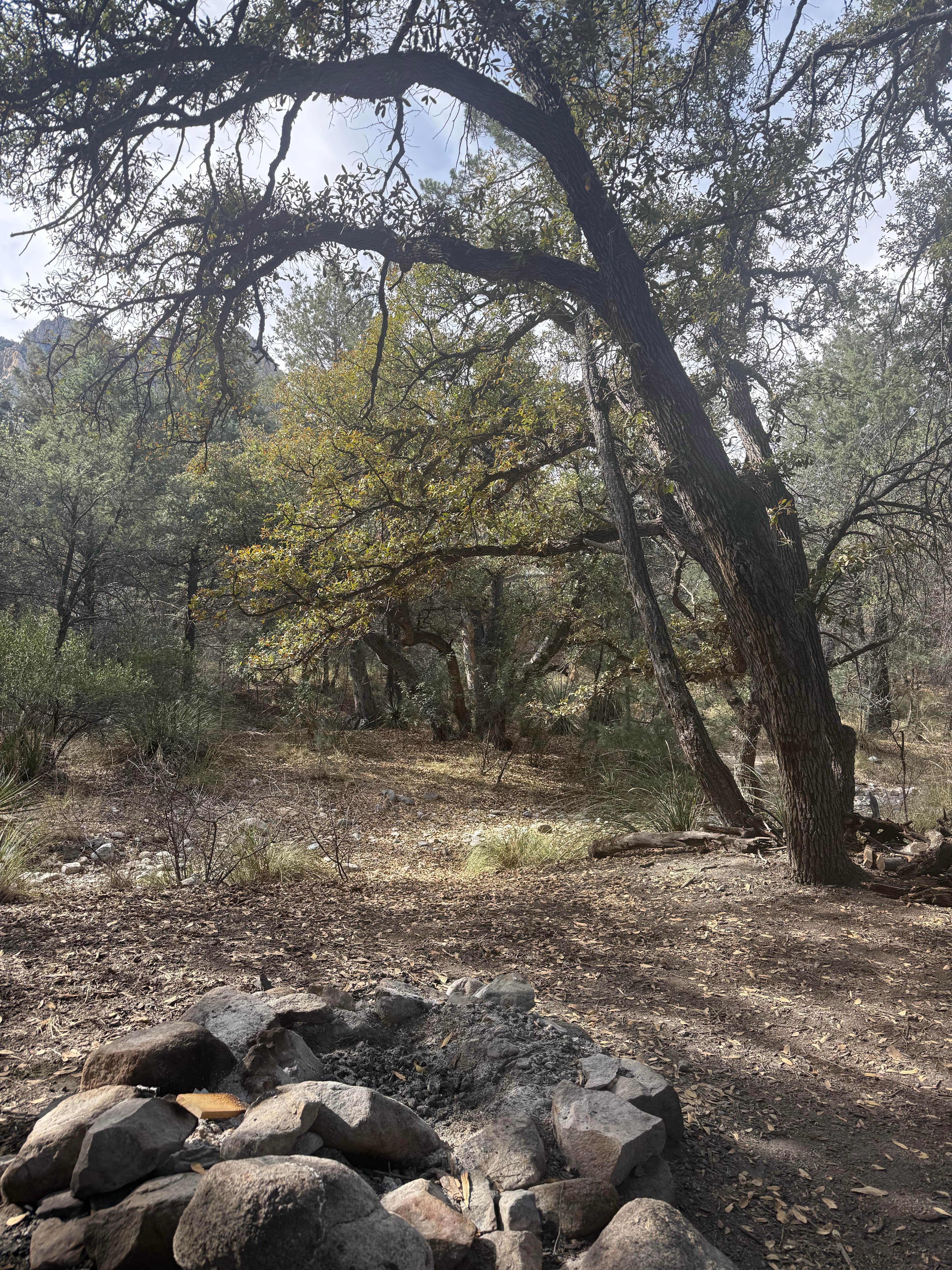 Camper-submitted photo at west cochise BLM near Pearce, AZ