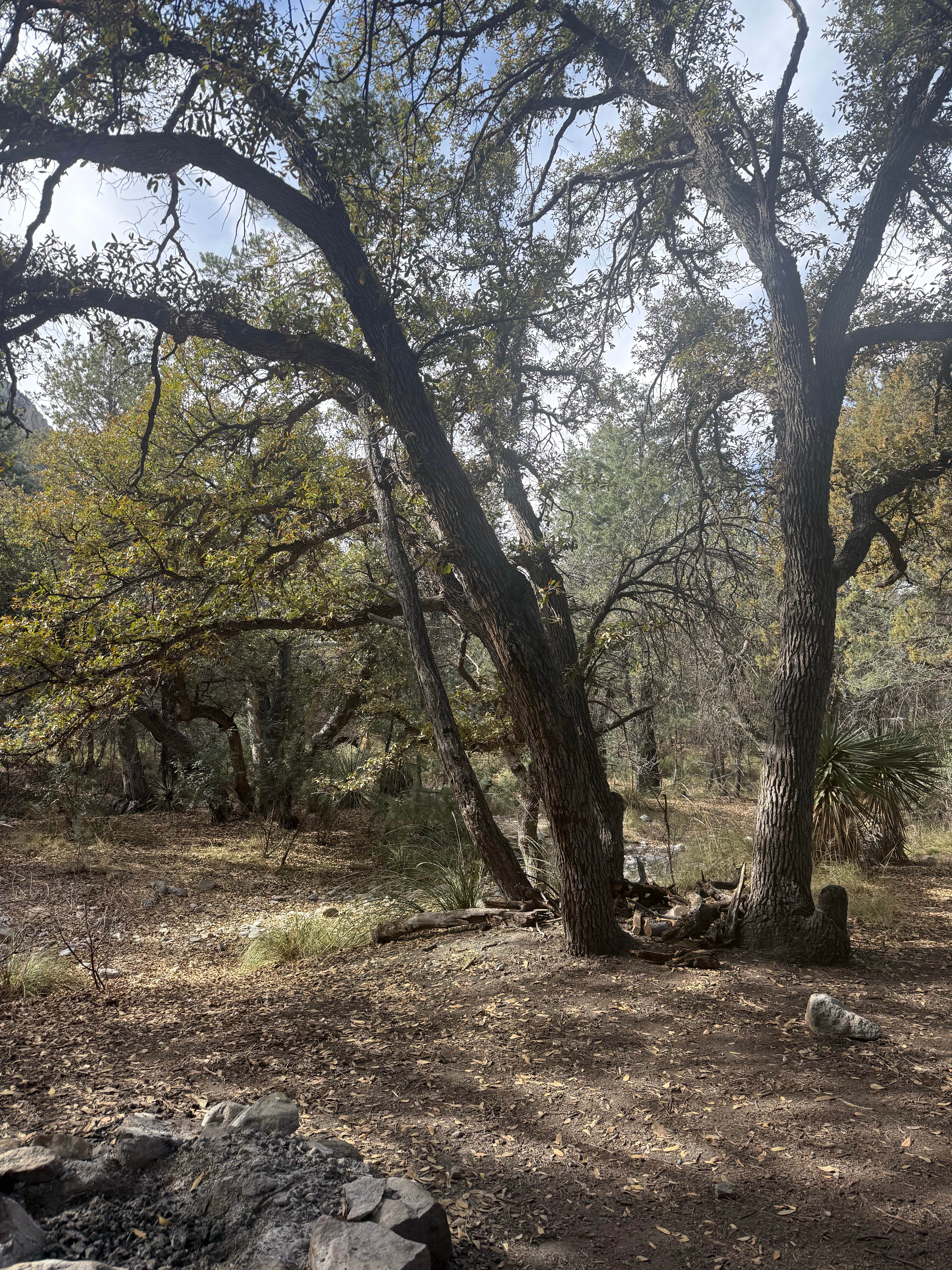 Camper-submitted photo at west cochise BLM near Pearce, AZ