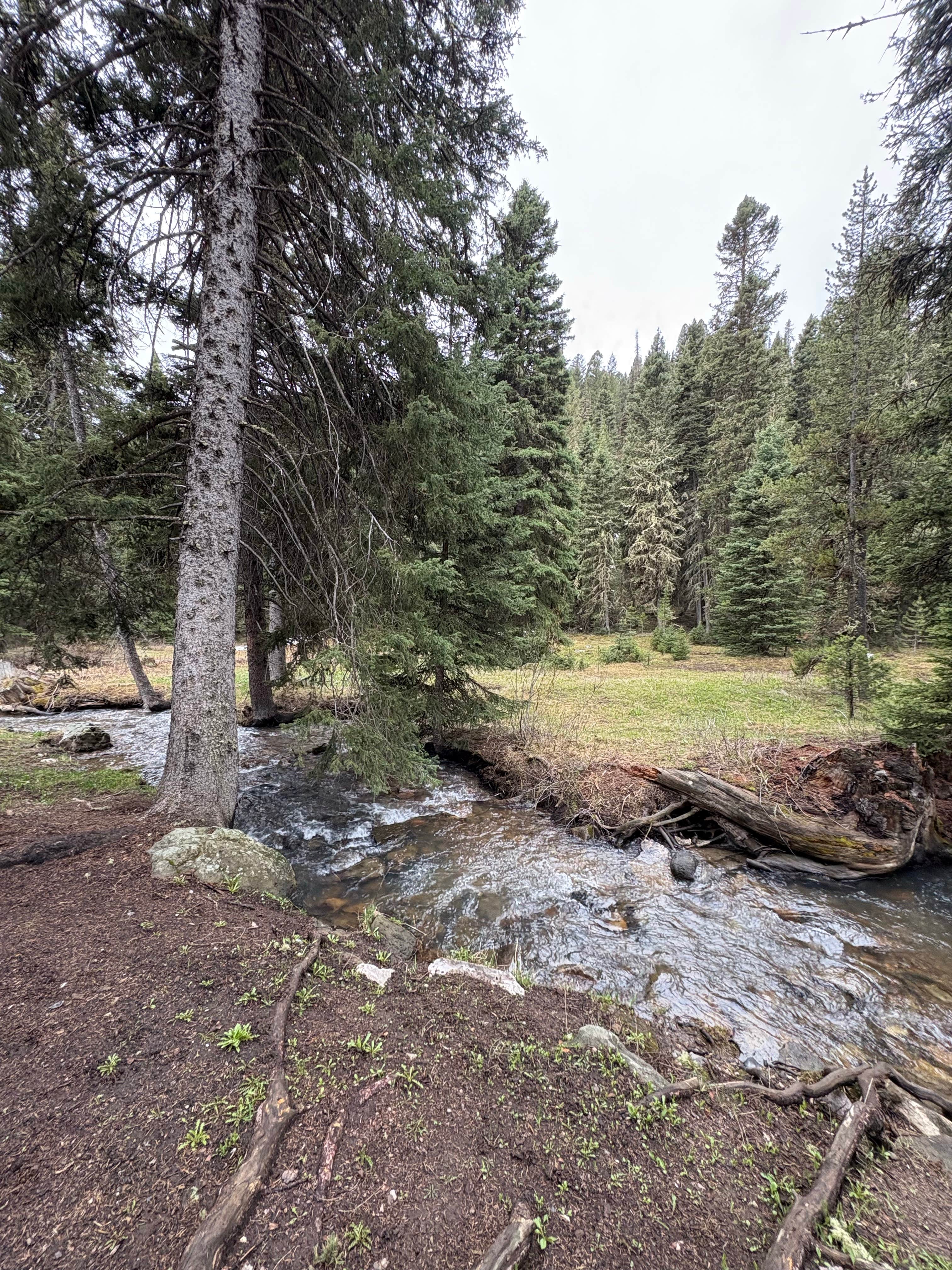 Camper-submitted photo at West Fork Denny Creek near Island Park, ID