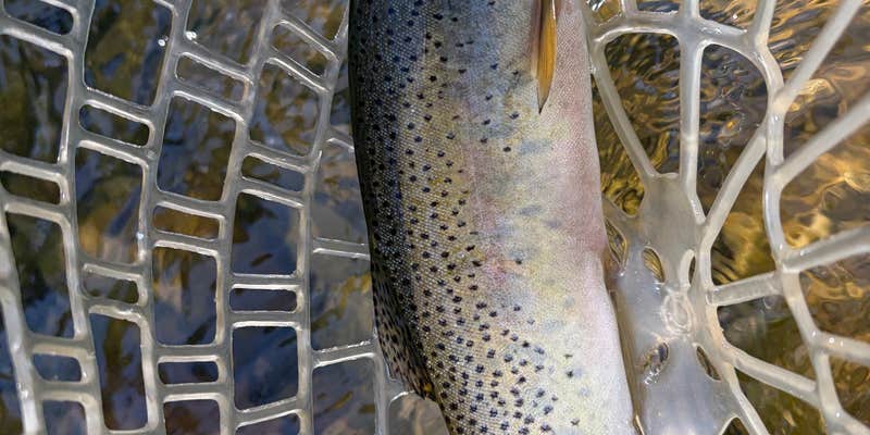 Camper submitted image from West Fork of Bitterroot