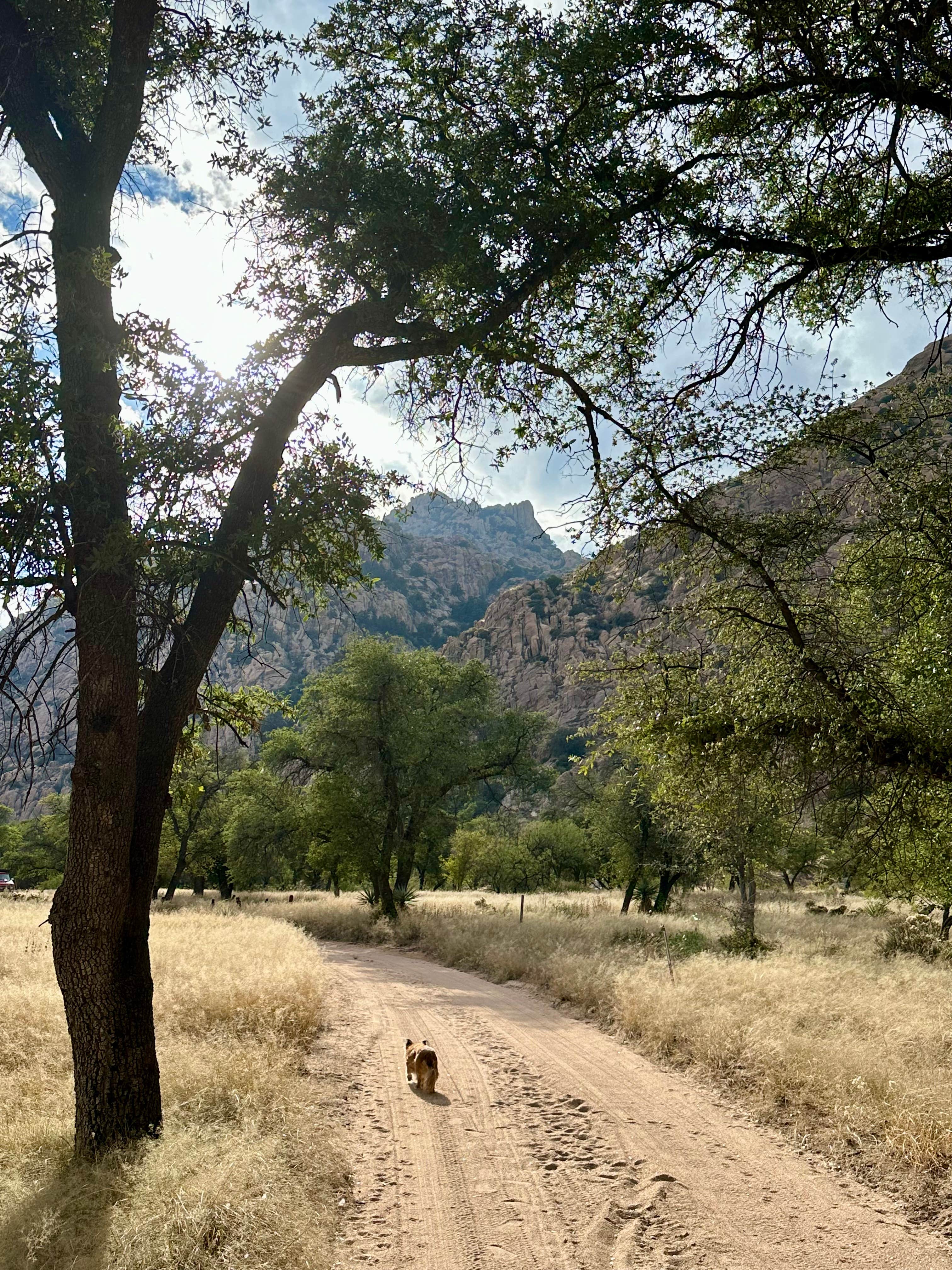 Fraun P.'s photo of camping with pets at West Hunt Road near Willcox, AZ