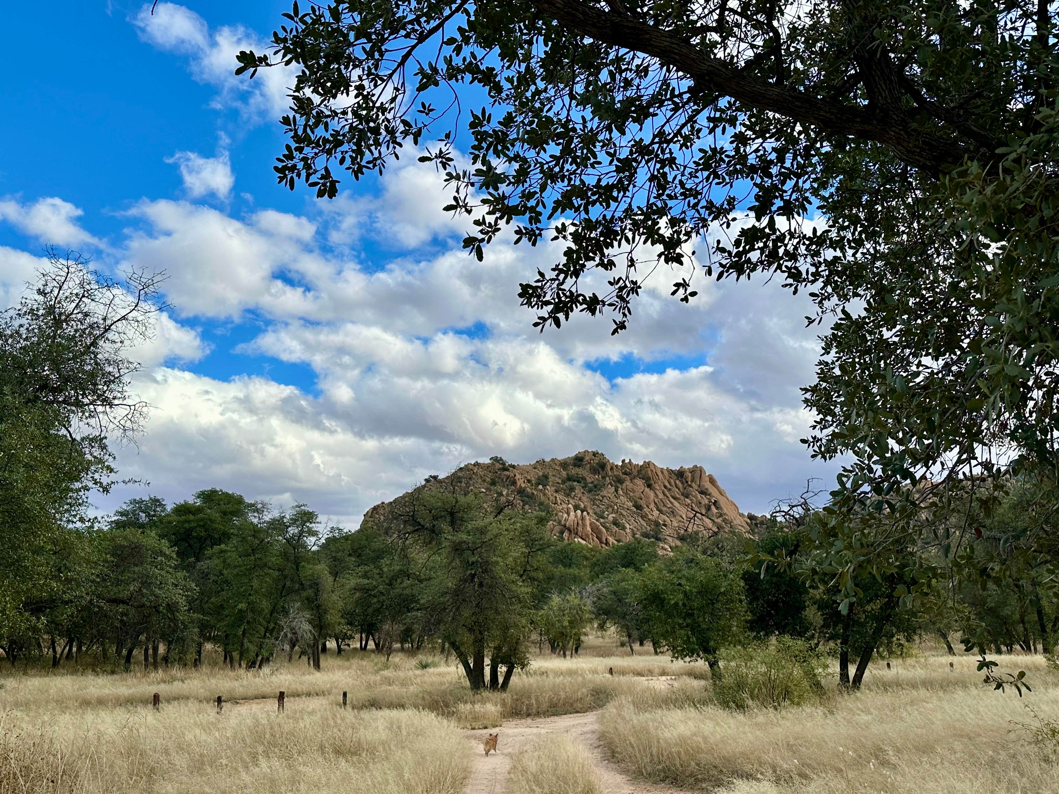 Fraun P.'s photo of camping with pets at West Hunt Road near Dragoon, AZ