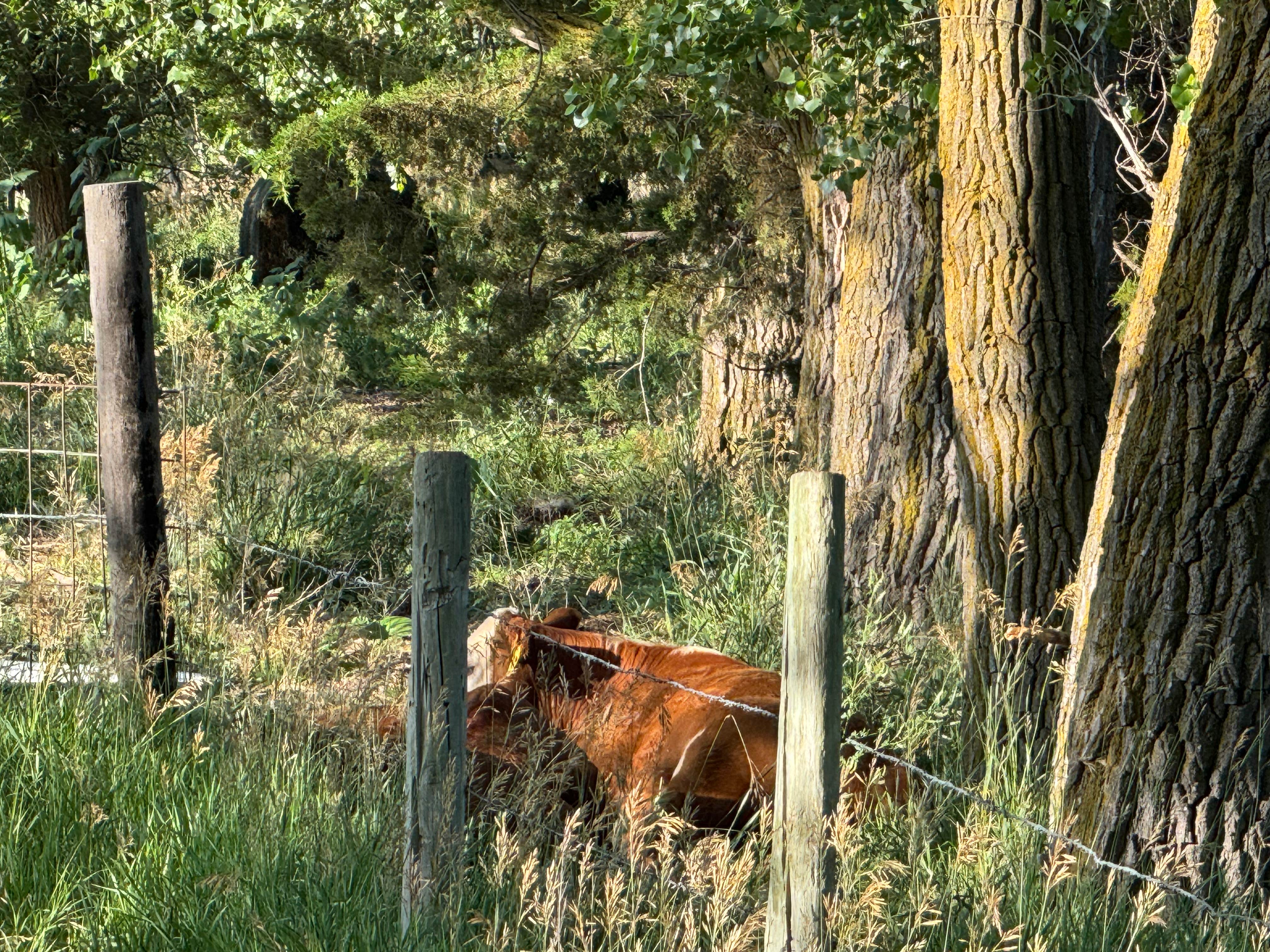 Camper-submitted photo at West Maxwell WMA near Gothenburg, NE