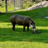 Review photo of West Palm Beach-Lion Country Safari KOA by Amanda W., September 7, 2025