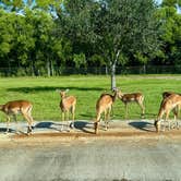 Review photo of West Palm Beach-Lion Country Safari KOA by Amanda W., September 7, 2025