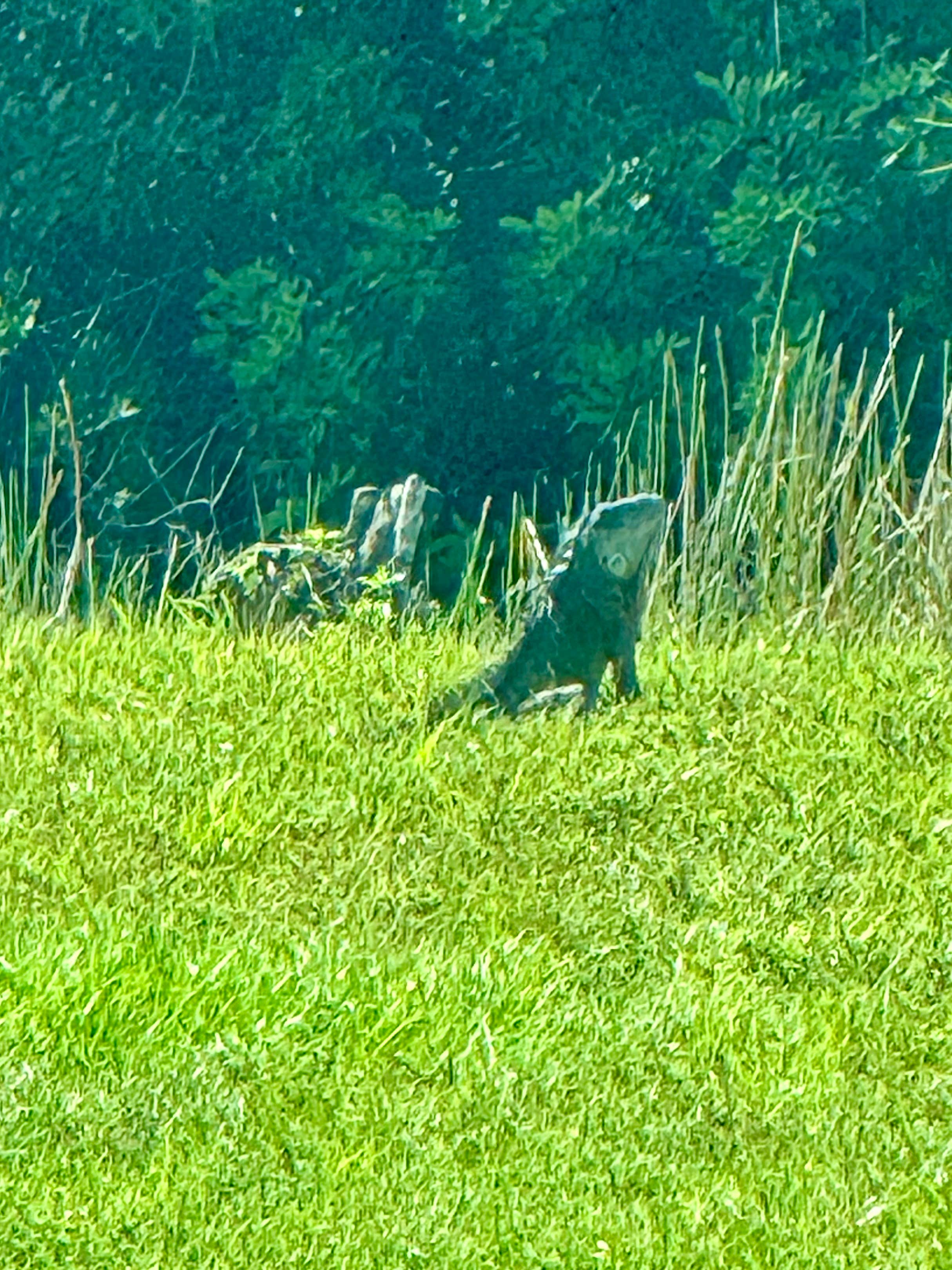 Amanda W.'s photo of camping with pets at West Palm Beach-Lion Country Safari KOA near Jensen Beach, FL