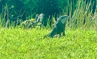 Amanda W.'s photo of camping with pets at West Palm Beach-Lion Country Safari KOA near Delray Beach, FL