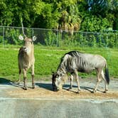 Review photo of West Palm Beach-Lion Country Safari KOA by Amanda W., September 7, 2025