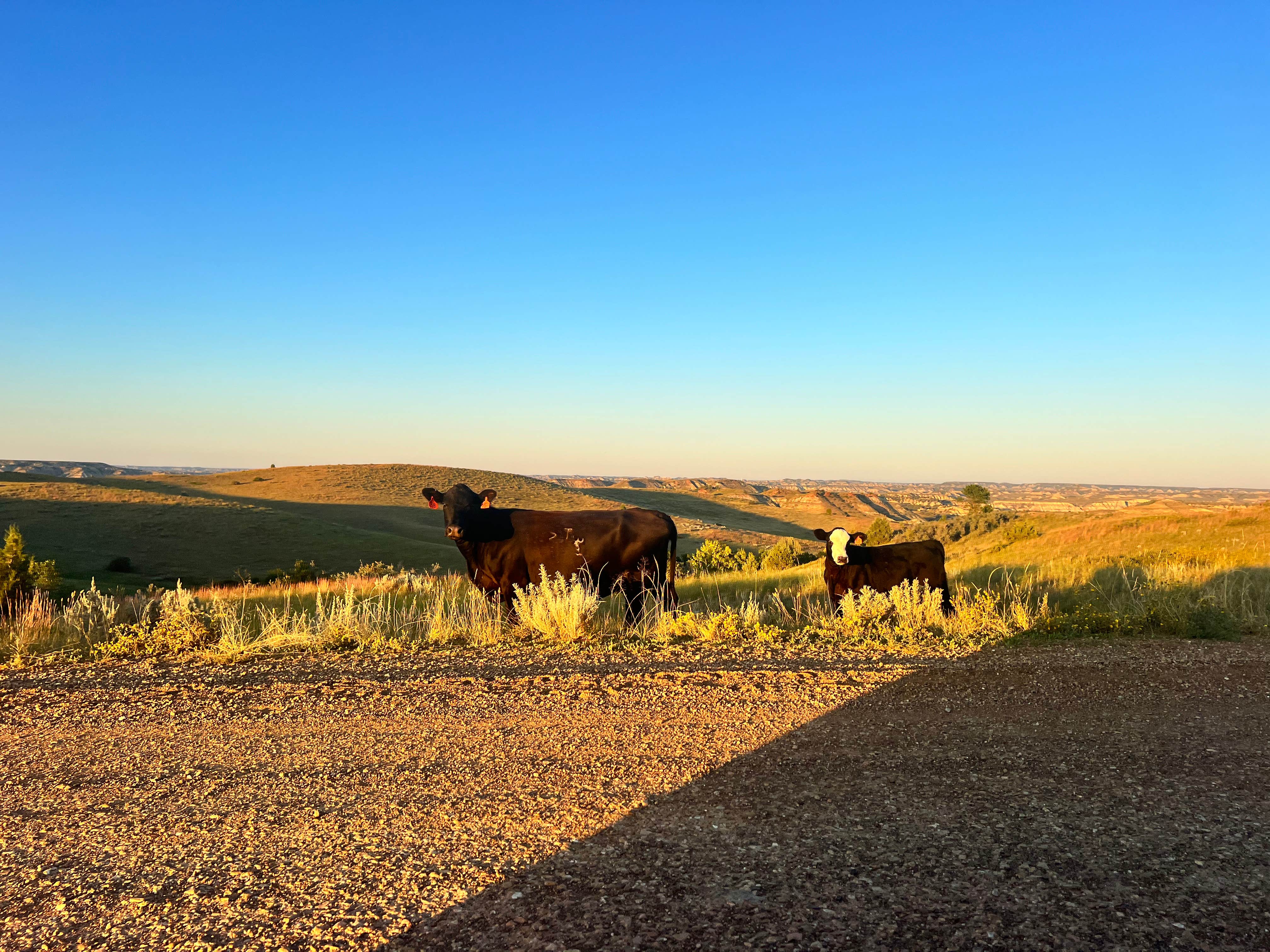 Camper submitted image from West River Rd Medora ND Dispersed - 4