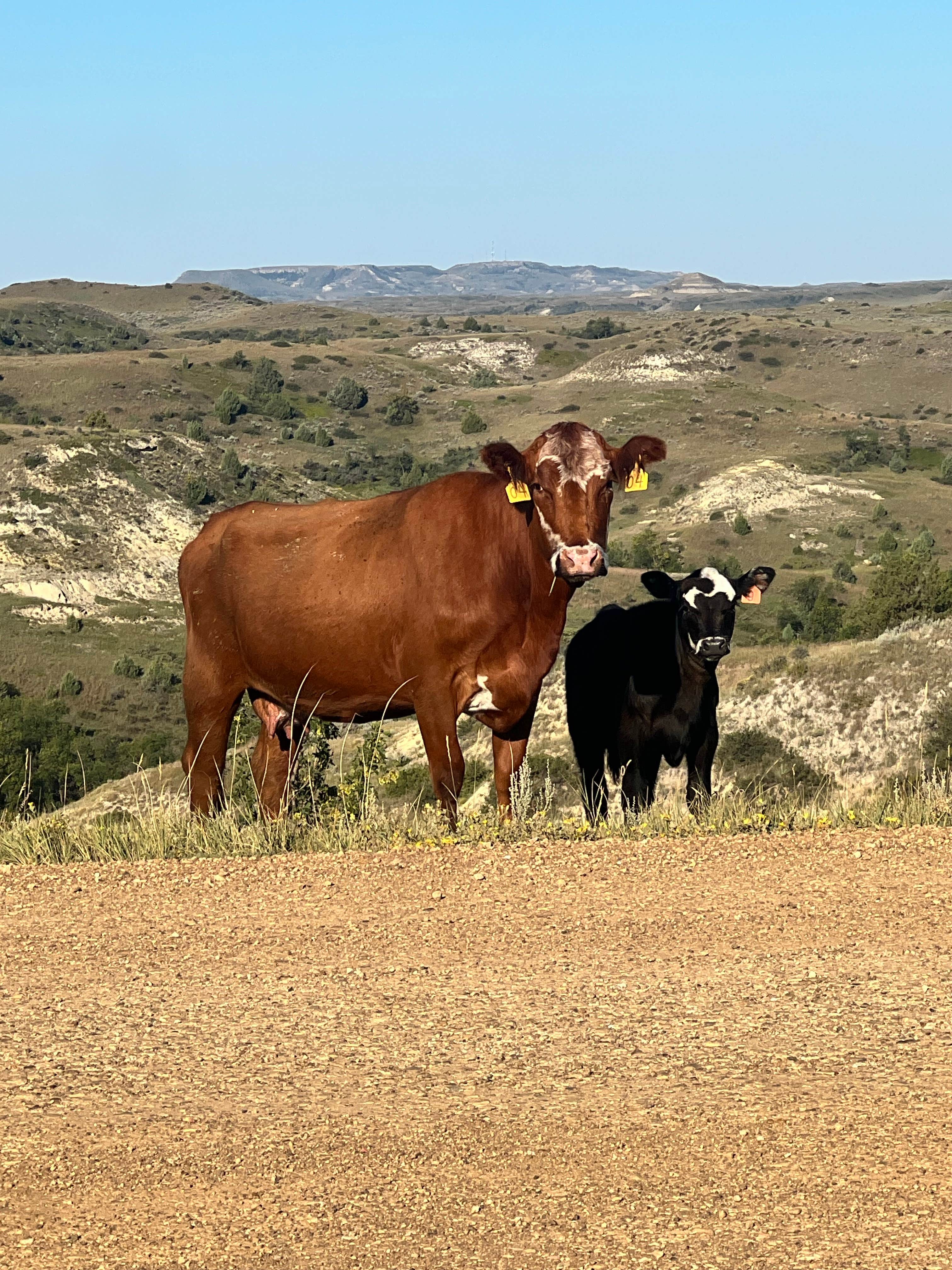 Camper-submitted photo at West River Rd Medora ND Dispersed in North Dakota