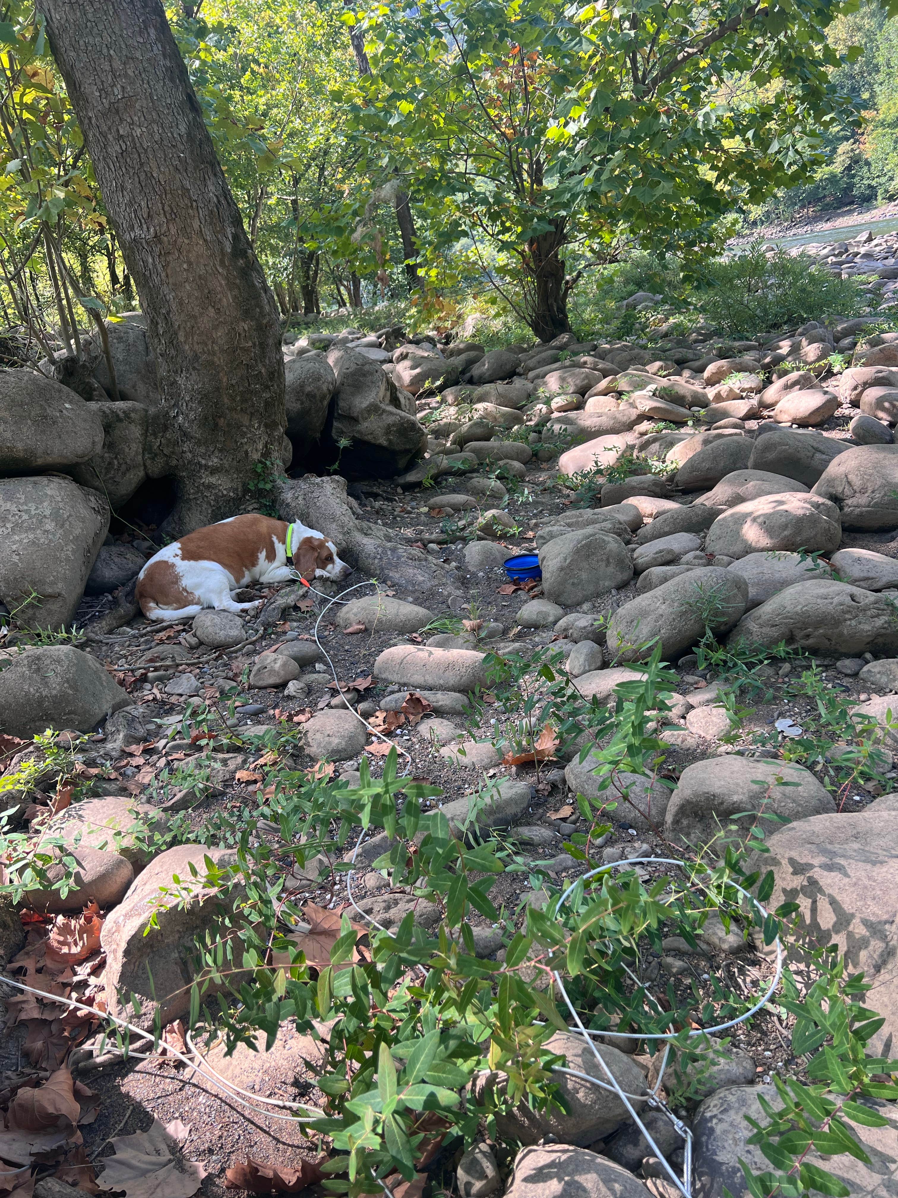 Kel J.'s photo of camping with pets at Army Camp — New River Gorge National Park and Preserve near Daniels, WV