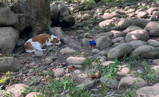 Kel J.'s photo of camping with pets at Army Camp — New River Gorge National Park and Preserve near New River Gorge National River