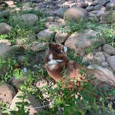 Review photo of Army Camp — New River Gorge National Park and Preserve by Kel J., August 31, 2024