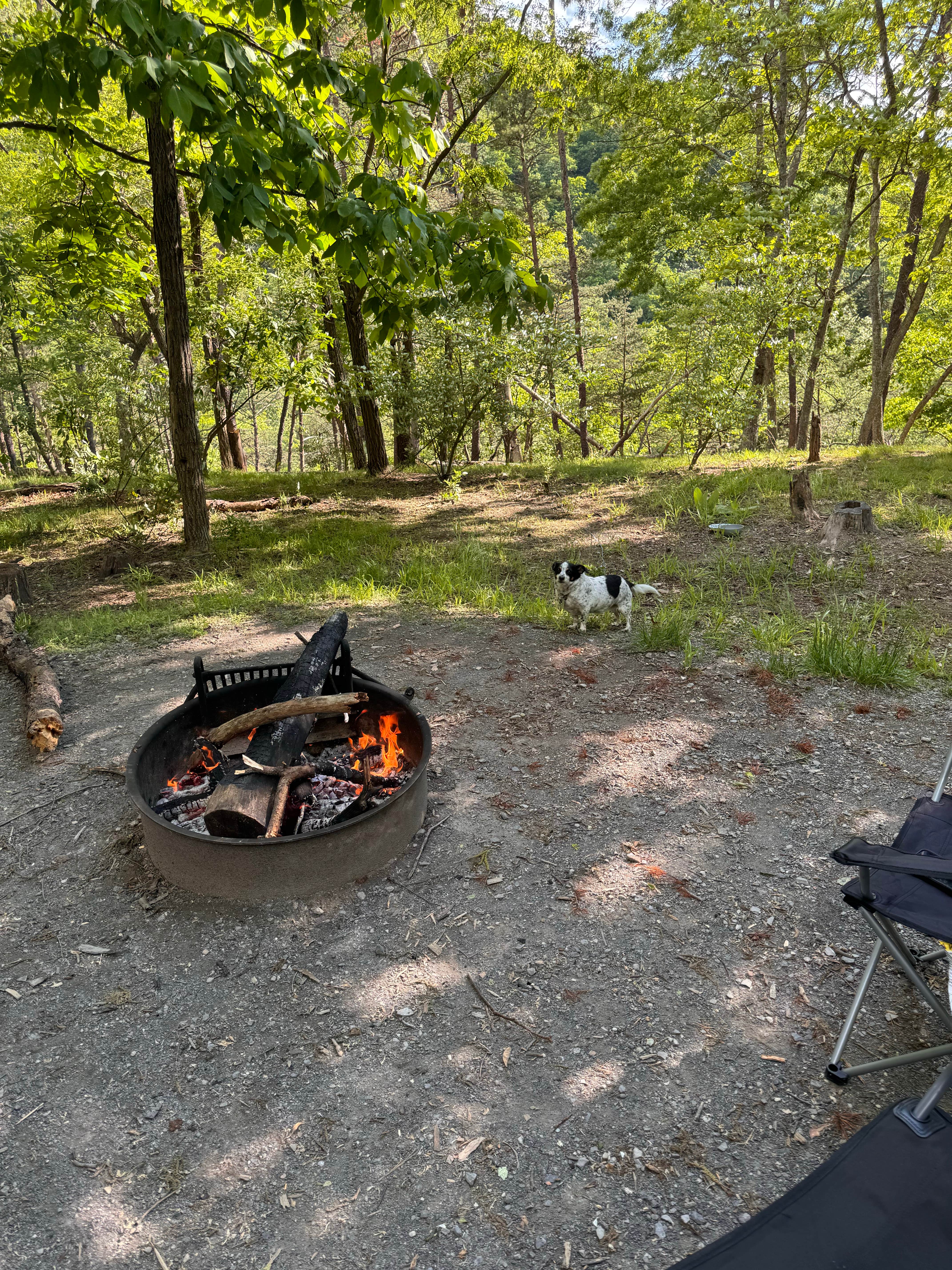 Moody B.'s photo of camping with pets at Big Bend Campground near Seneca Rocks, WV