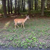 Review photo of Blackwater Falls State Park Campground by Sienna L., July 22, 2025