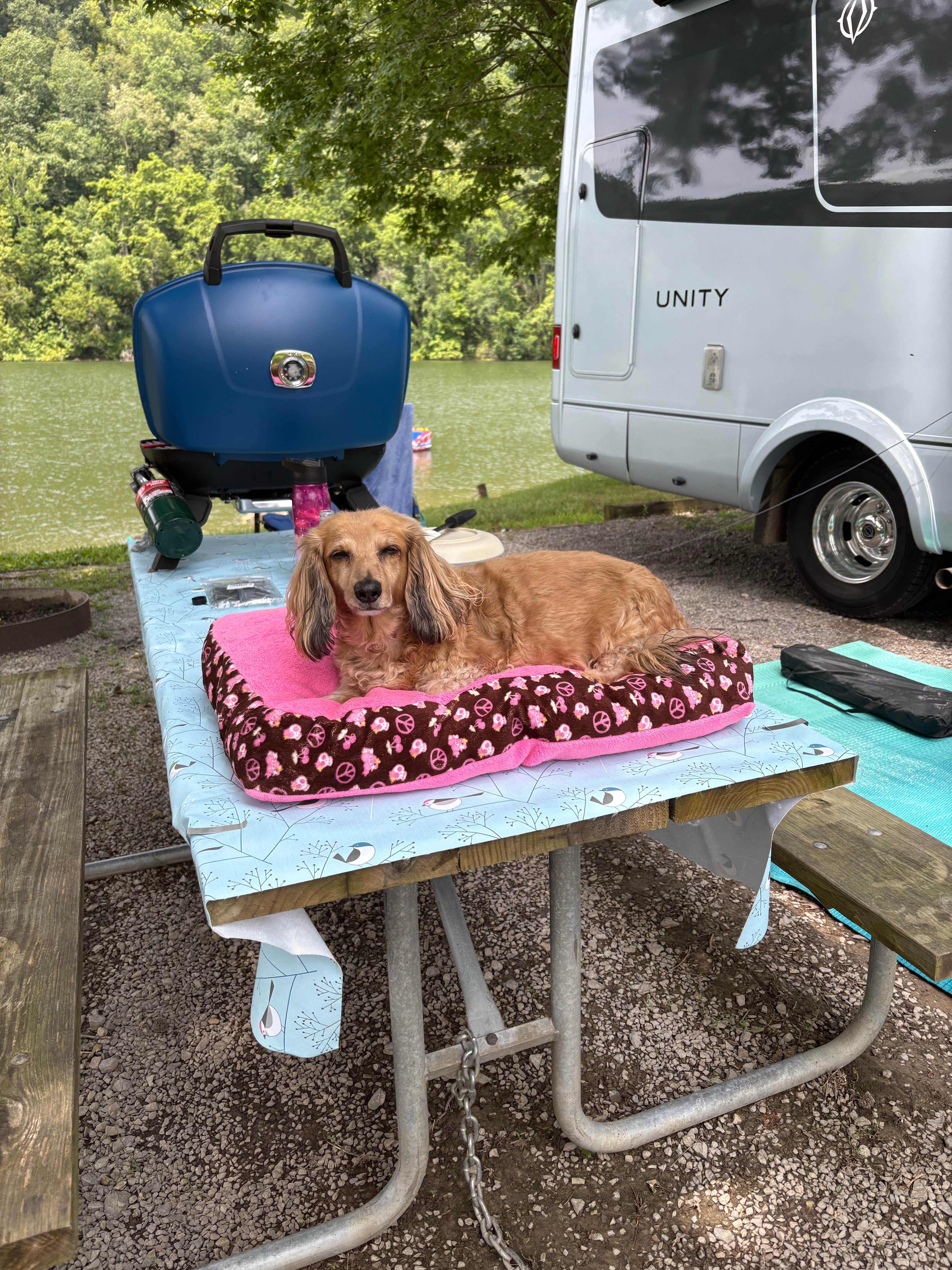 Mara D.'s photo of camping with pets at Bulltown Camp — Burnsville Lake Wildlife Management Area near Spencer, WV