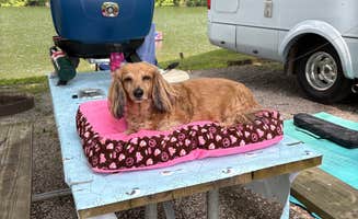 Mara D.'s photo of camping with pets at Bulltown Camp — Burnsville Lake Wildlife Management Area near Volga, WV