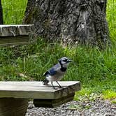 Review photo of Canaan Valley Resort State Park Campground by Heather S., June 9, 2026