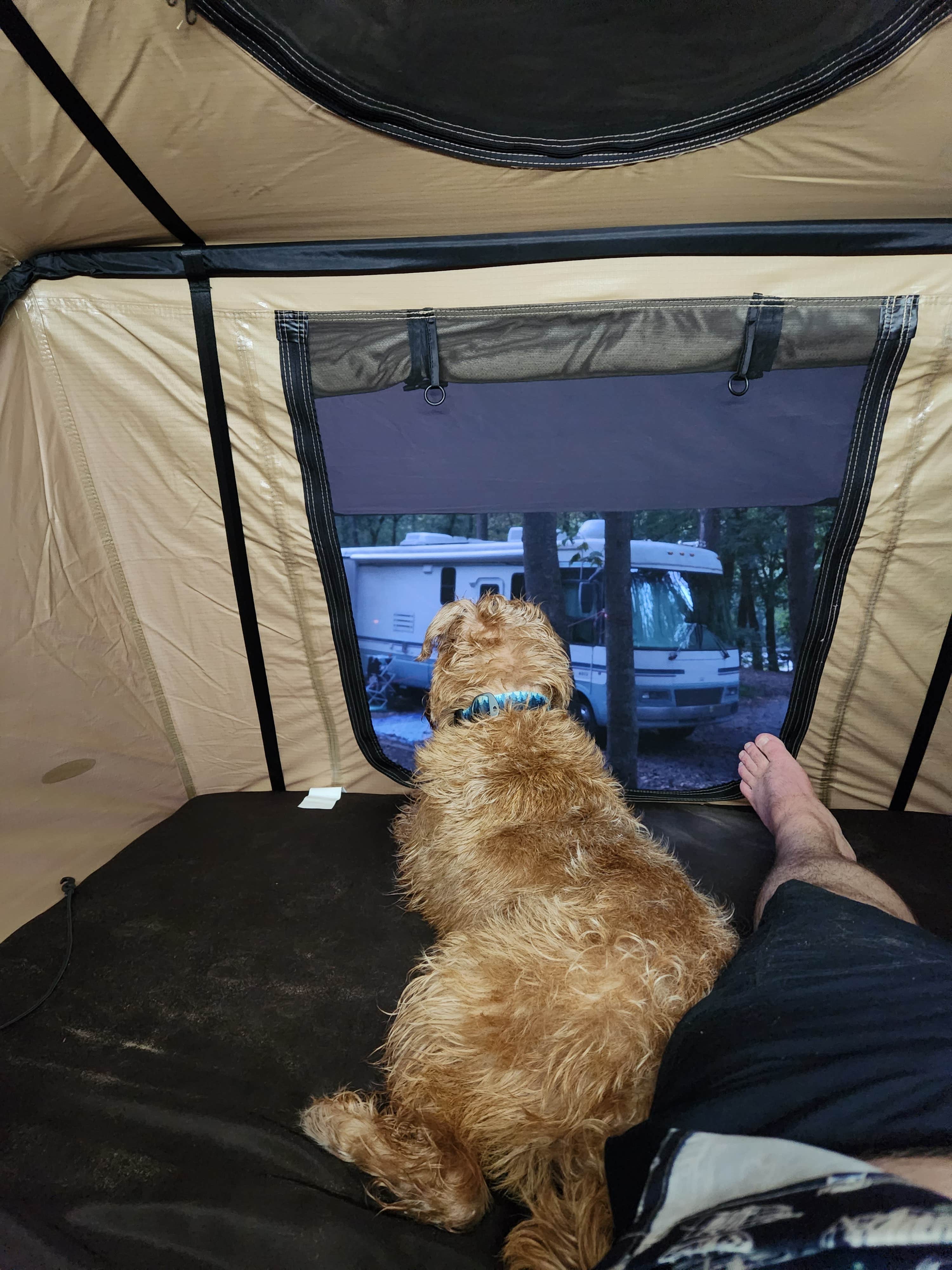 Dane J.'s photo of camping with pets at Grandview Sandbar Campground — New River Gorge National Park and Preserve near Daniels, WV
