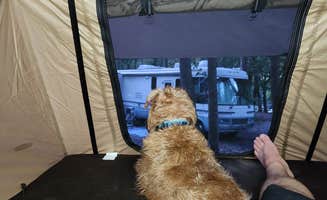 Dane J.'s photo of camping with pets at Grandview Sandbar Campground — New River Gorge National Park and Preserve near New River Gorge National River