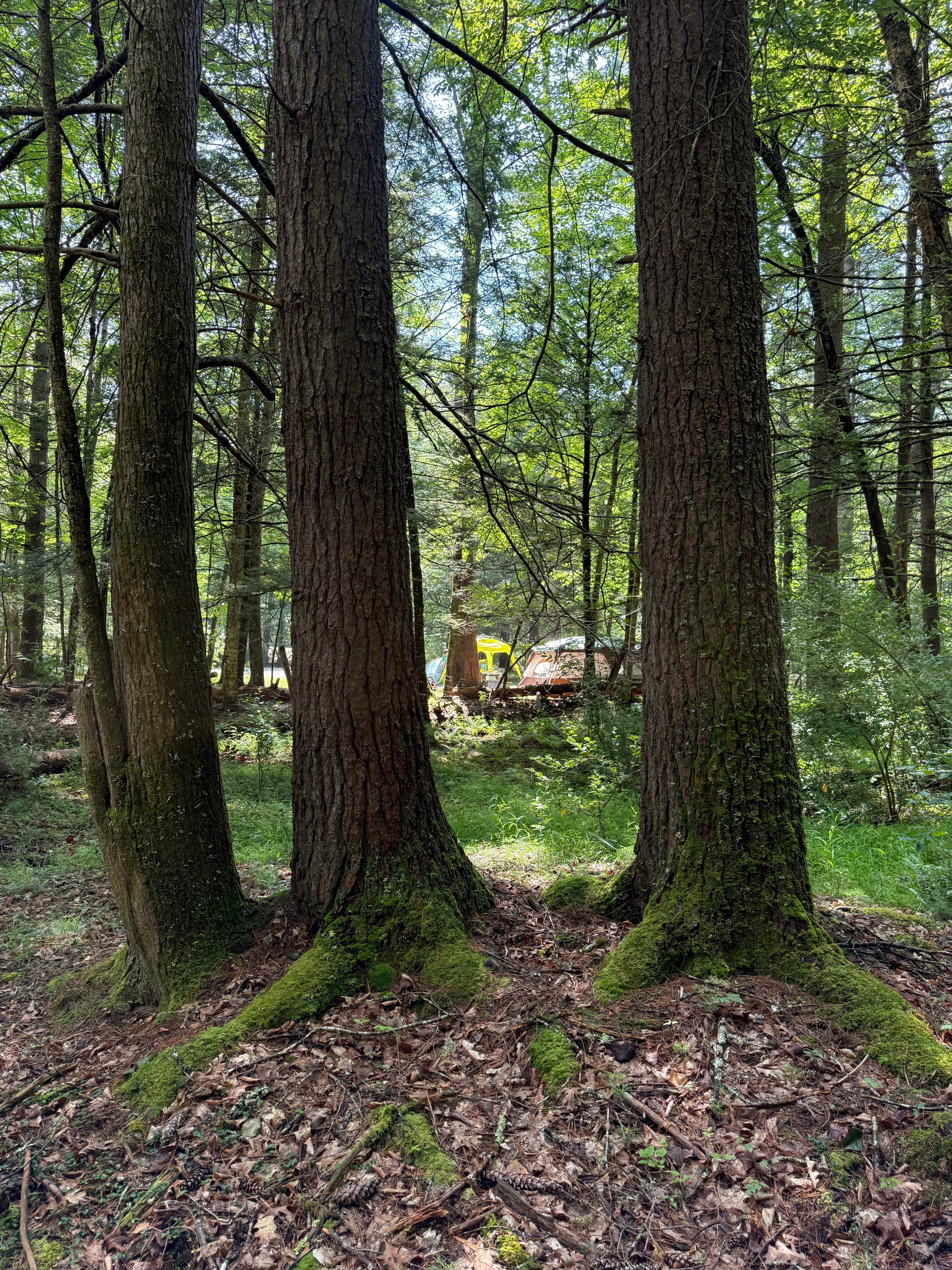 Camping near Pocahontas Campground: Beaver Creek Campground — Watoga State Park, Buckeye, West Virginia