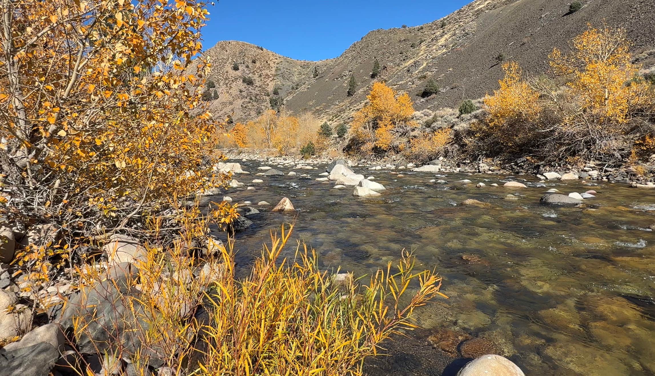 Camper submitted image from West Walker River Roadside Camp - 4