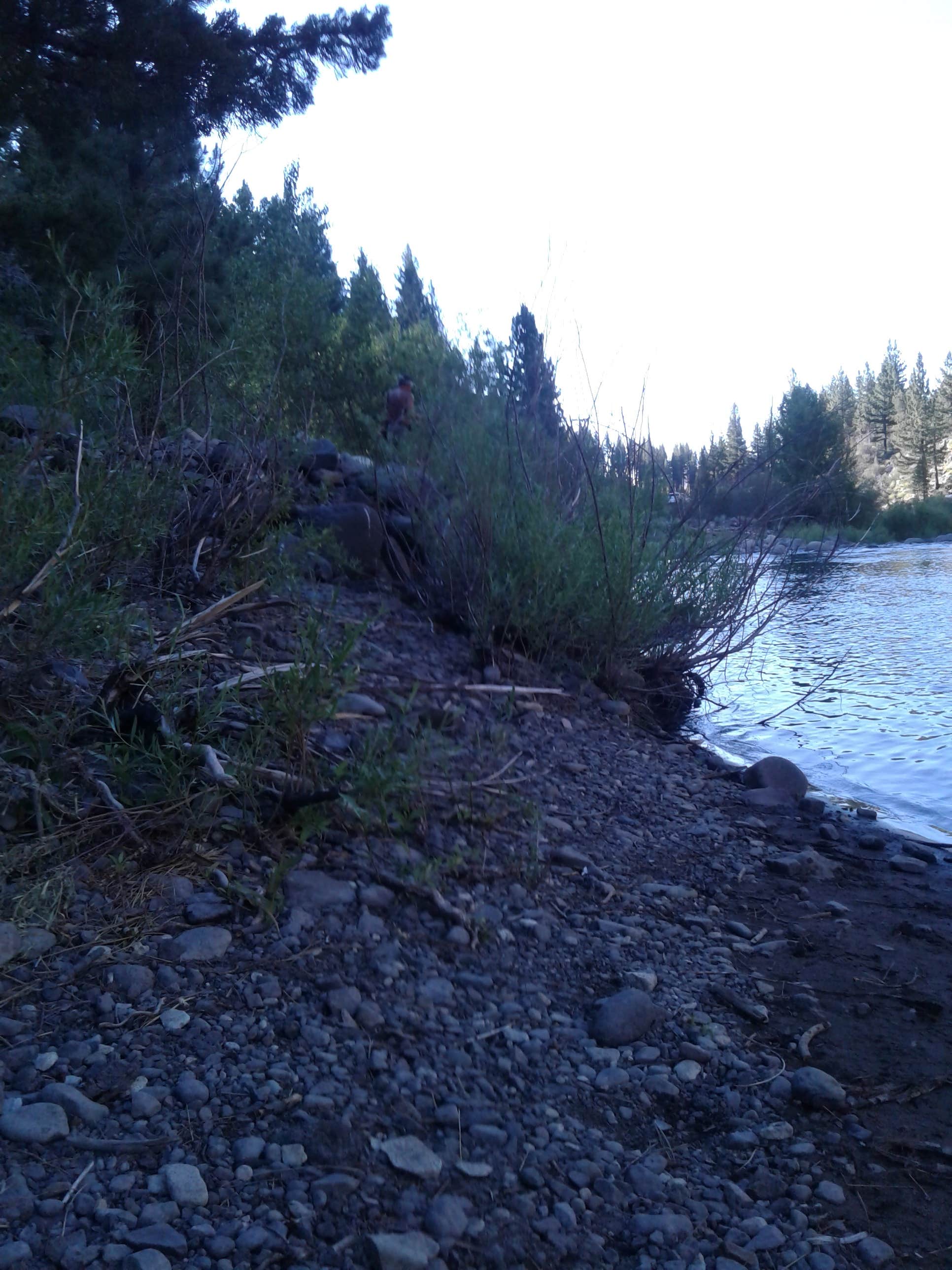 leann B.'s photo of a dispersed camping area at West Walker River Roadside Camp near Bear Valley, CA