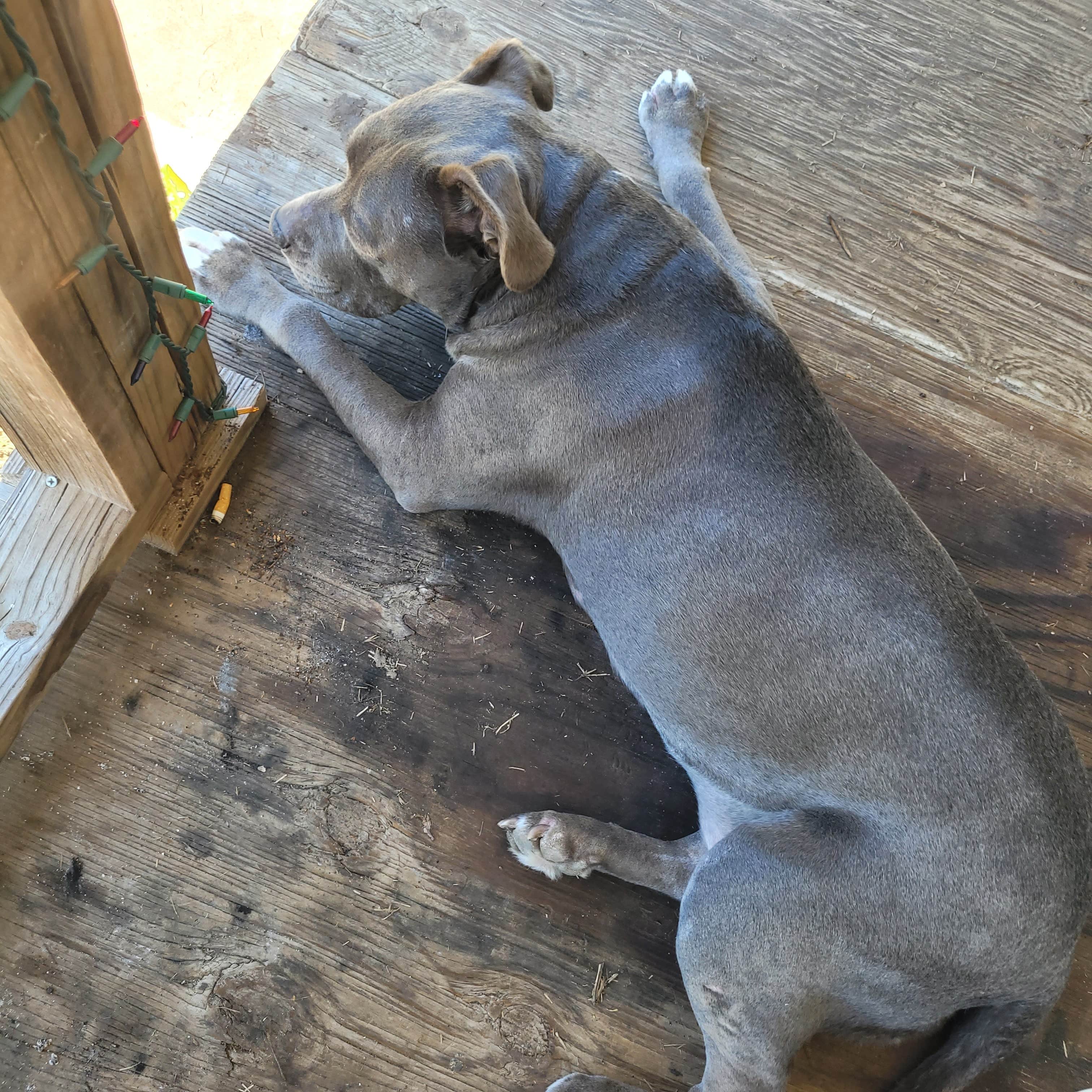 Monica B.'s photo of camping with pets at Western Trails @ Cibolo near Schertz, TX