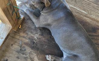 Monica B.'s photo of camping with pets at Western Trails @ Cibolo near San Antonio, TX